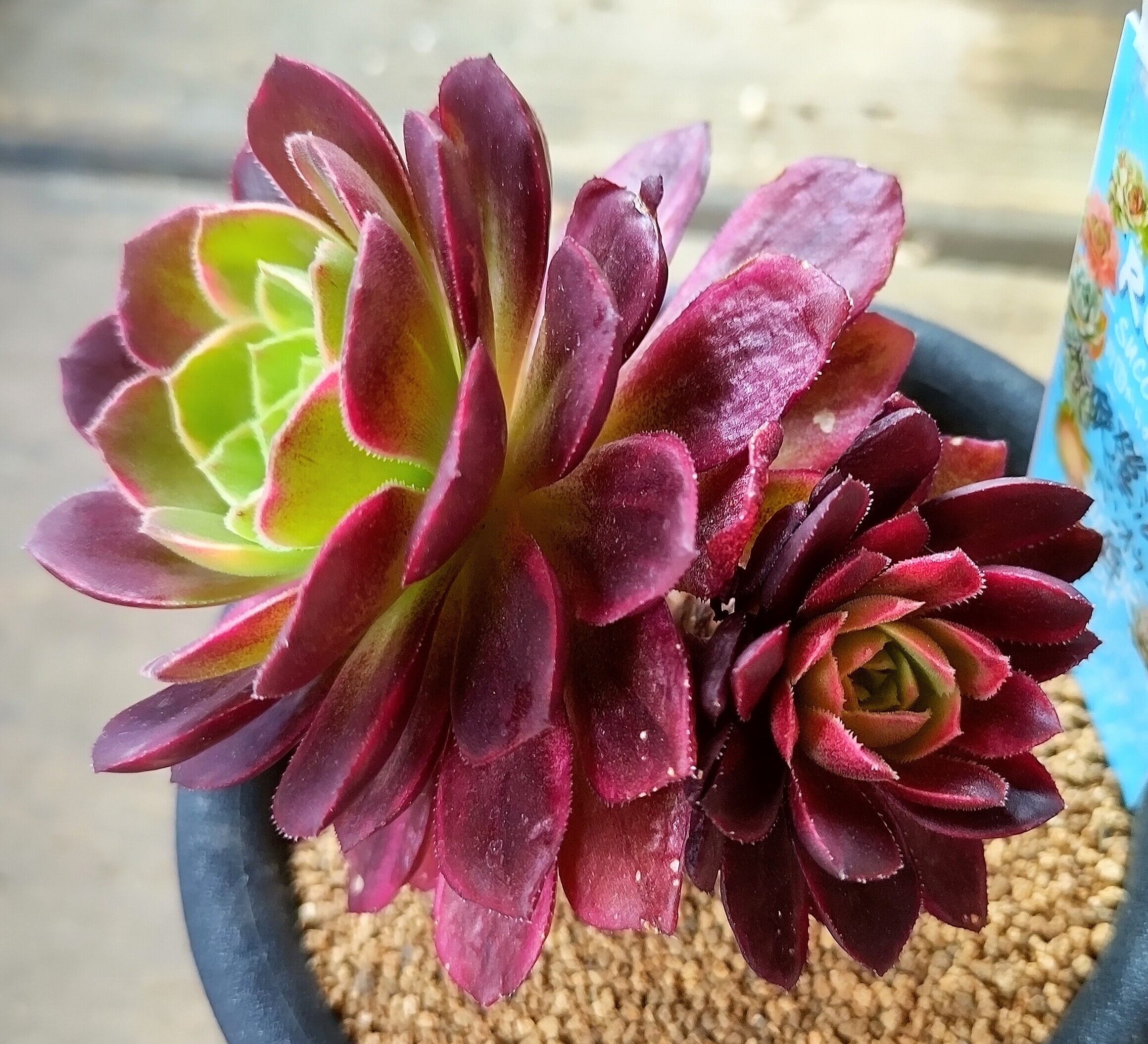 晩鶯法師錦 -バンオウホウシ-(アエオニウム) | RuPo 多肉植物専門店