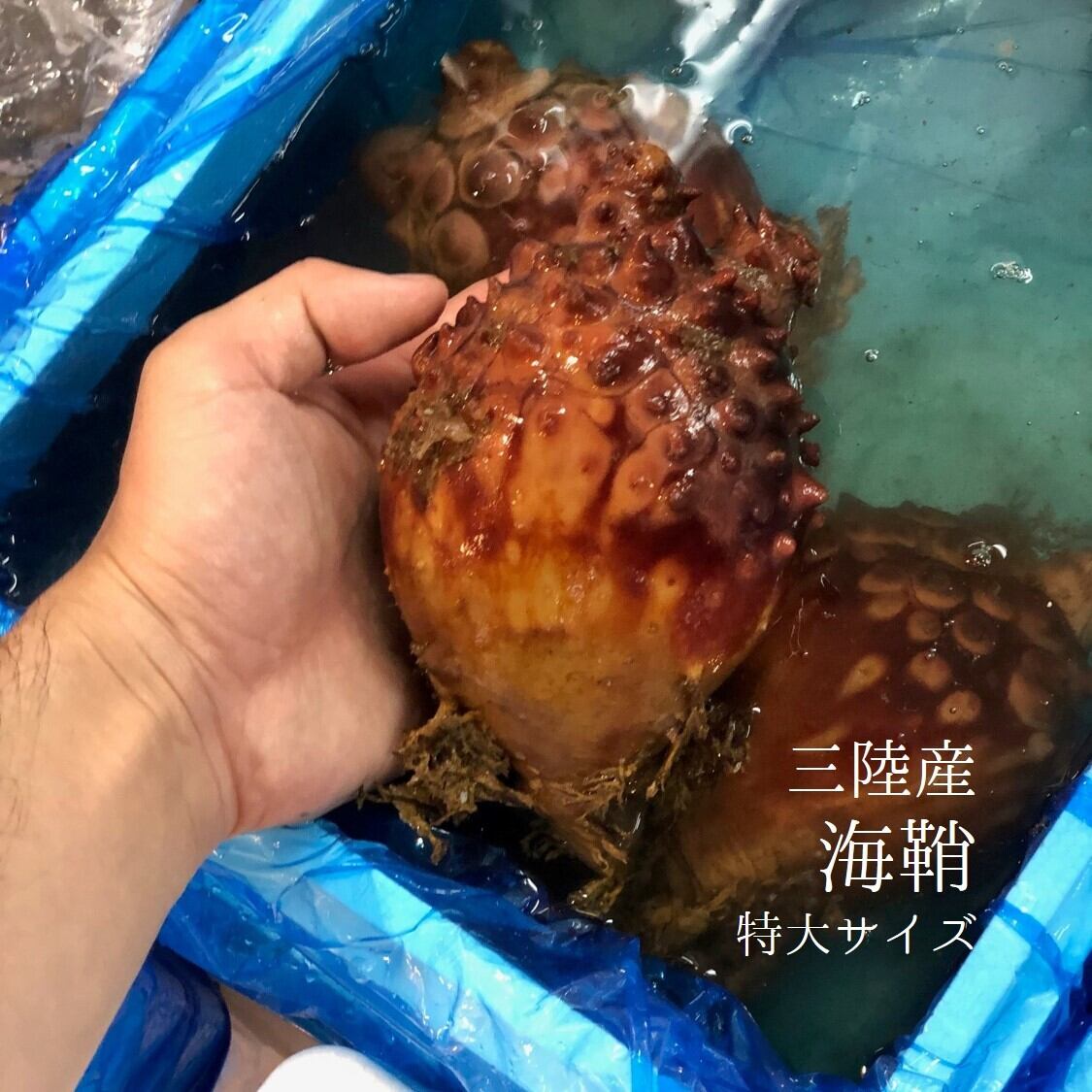 特大ホヤ 三陸産 養殖 7個 特大三陸ホヤx7個 冷蔵 豊洲市場 Okawari 豊洲直送の高級海産物をお届け