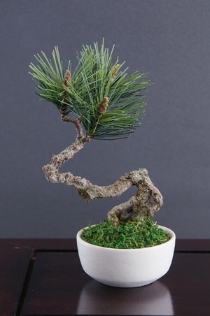 盆栽 松 Palm-Size Pinetree bonsai #24（鉢変更）