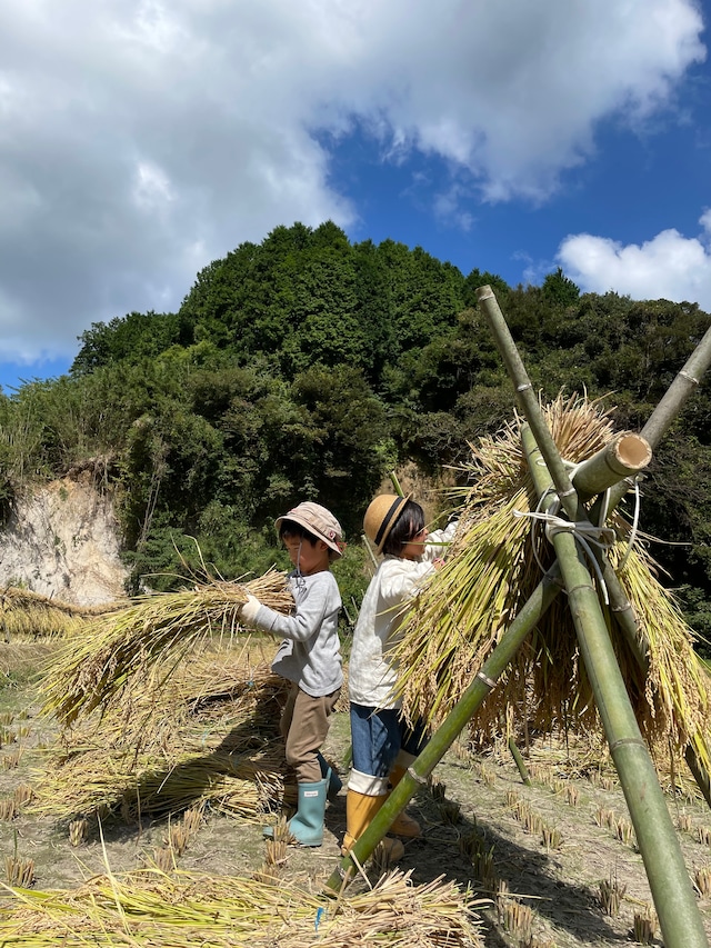 自然栽培天日掛干し ひのひかり3kg(白米、玄米)