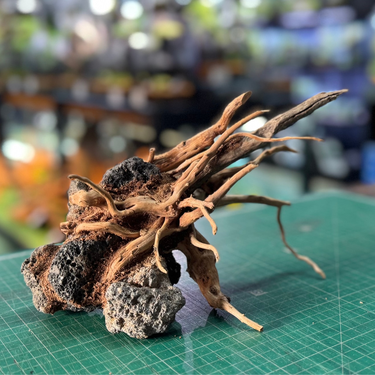 一点物 石木景【No.001】 | ヒロセペット成田空港店