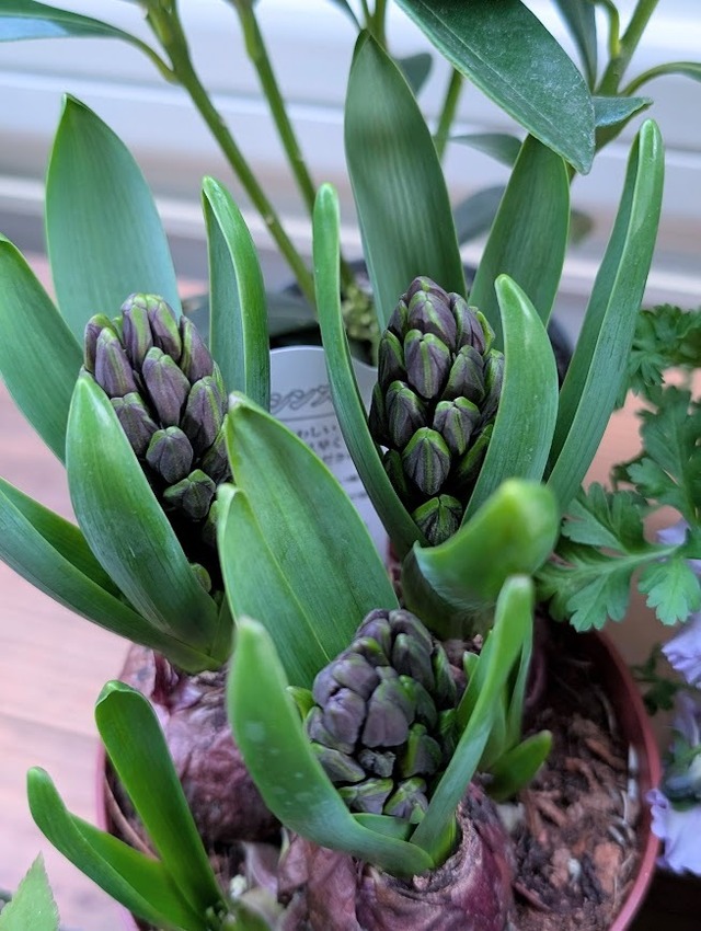 ブルー系 春の花苗セット【中／8苗入り】