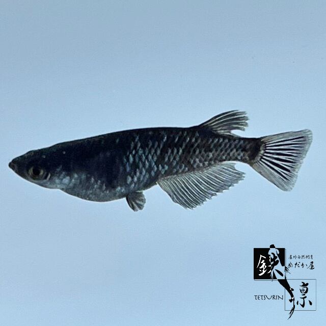 ブラックダイヤ 1ペア 屋外自然飼育 めだか屋 鉄凛 神奈川県横浜市メダカ通販 現地販売 ブラックダイヤ 1ペア 屋外自然飼育 めだか屋 鉄凛 神奈川県横浜市メダカ通販 現地販売
