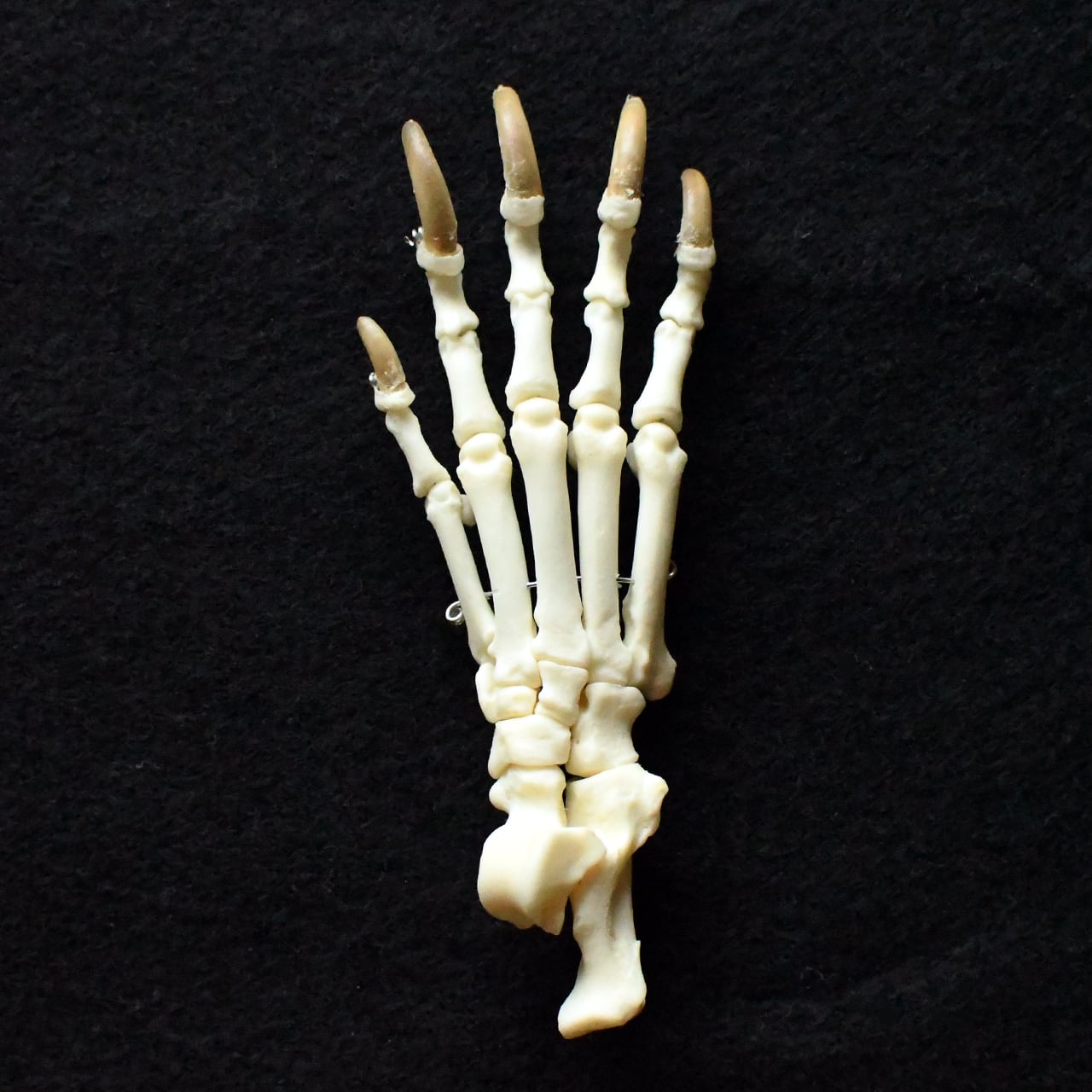 ハクビシンの全身骨格標本（平面） | ほねとはね ONLINE SHOP