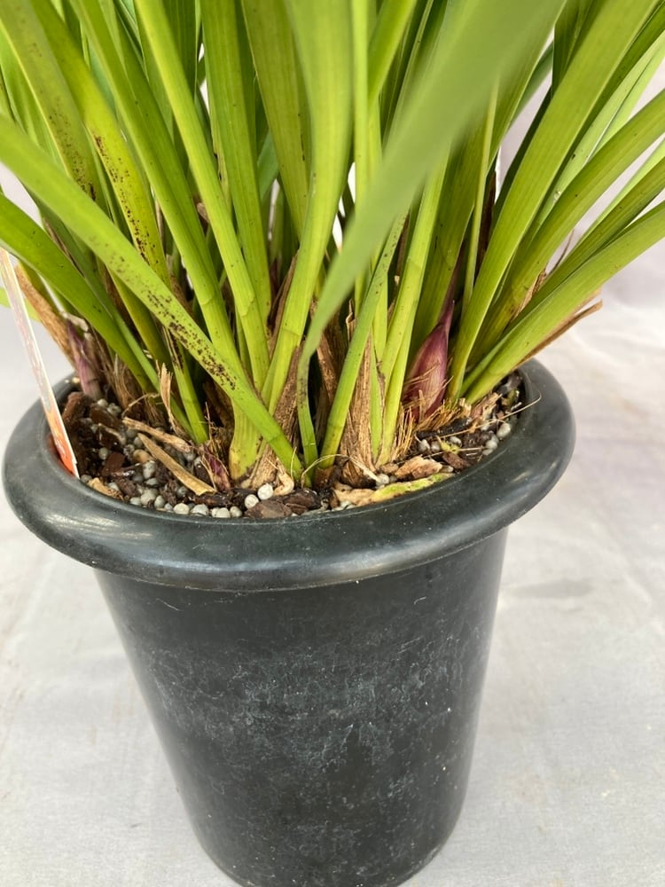 キンリョウヘン大株 花芽5芽以上 | 日本ライン花木センター