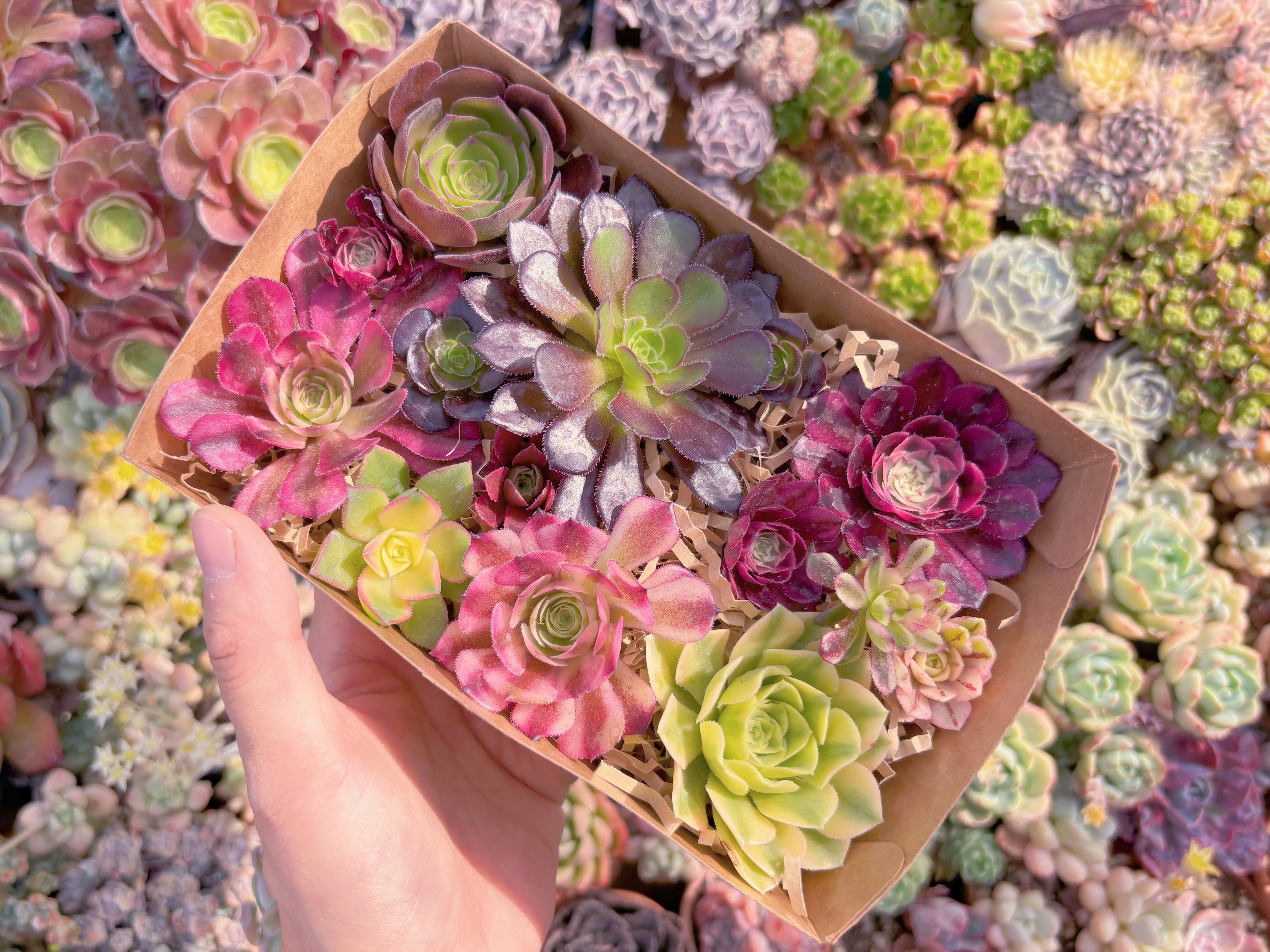 現品　寄せ植えセット#F249　17×4.5×11.5cm　るる農園