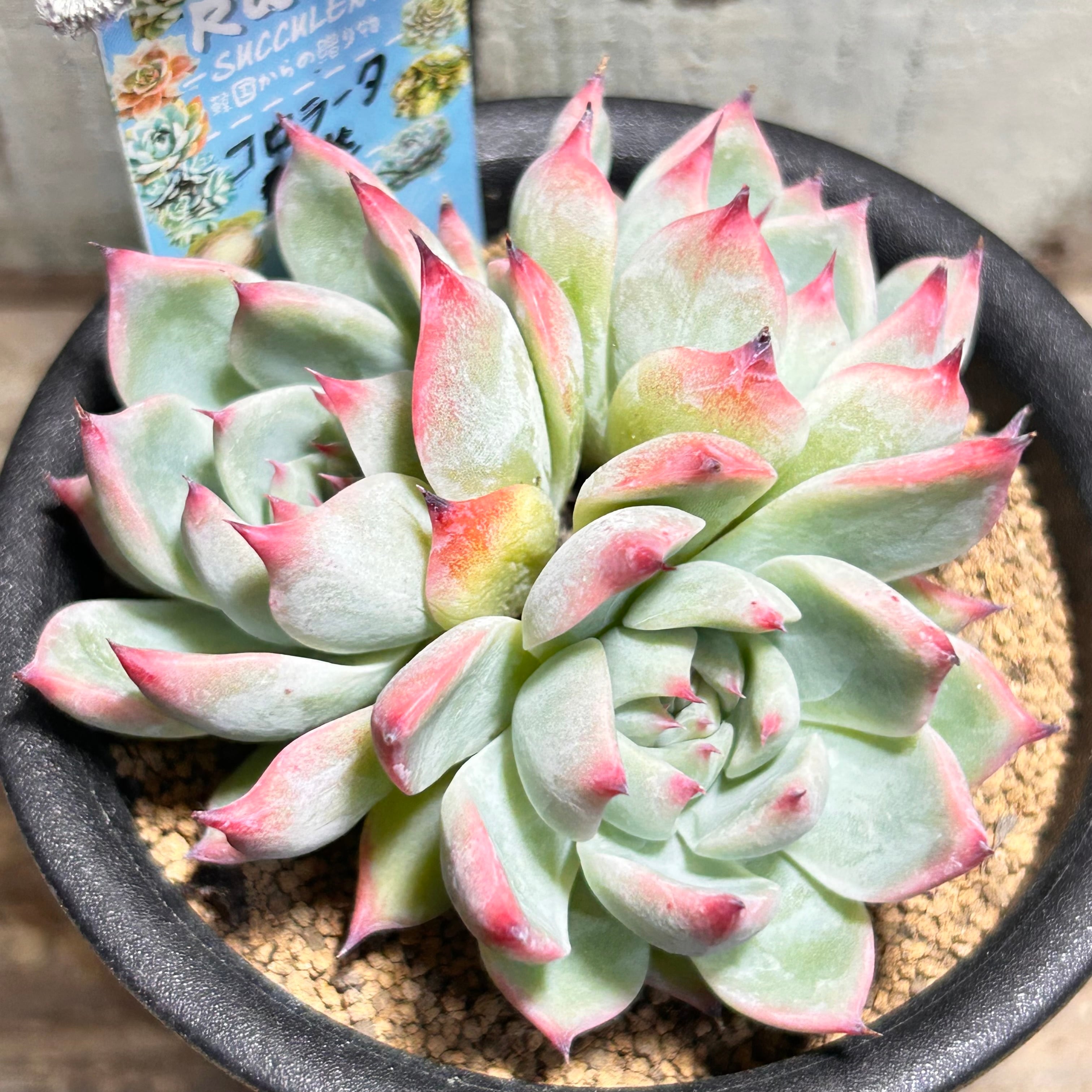 小型多肉植物の群生 群生 | RuPo 多肉植物専門店