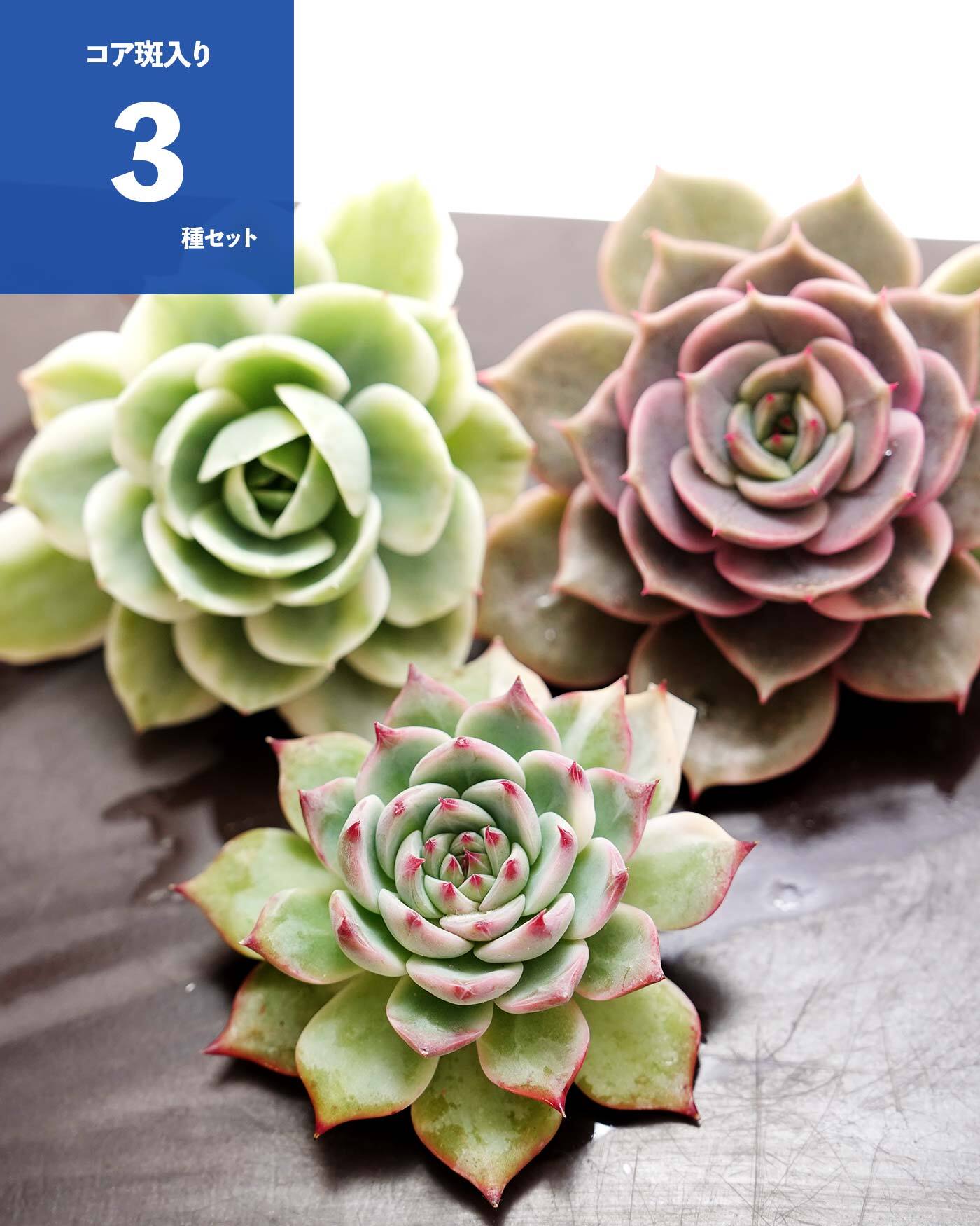 レア種・新品種 | PUKUBOOK SUCCULENTS