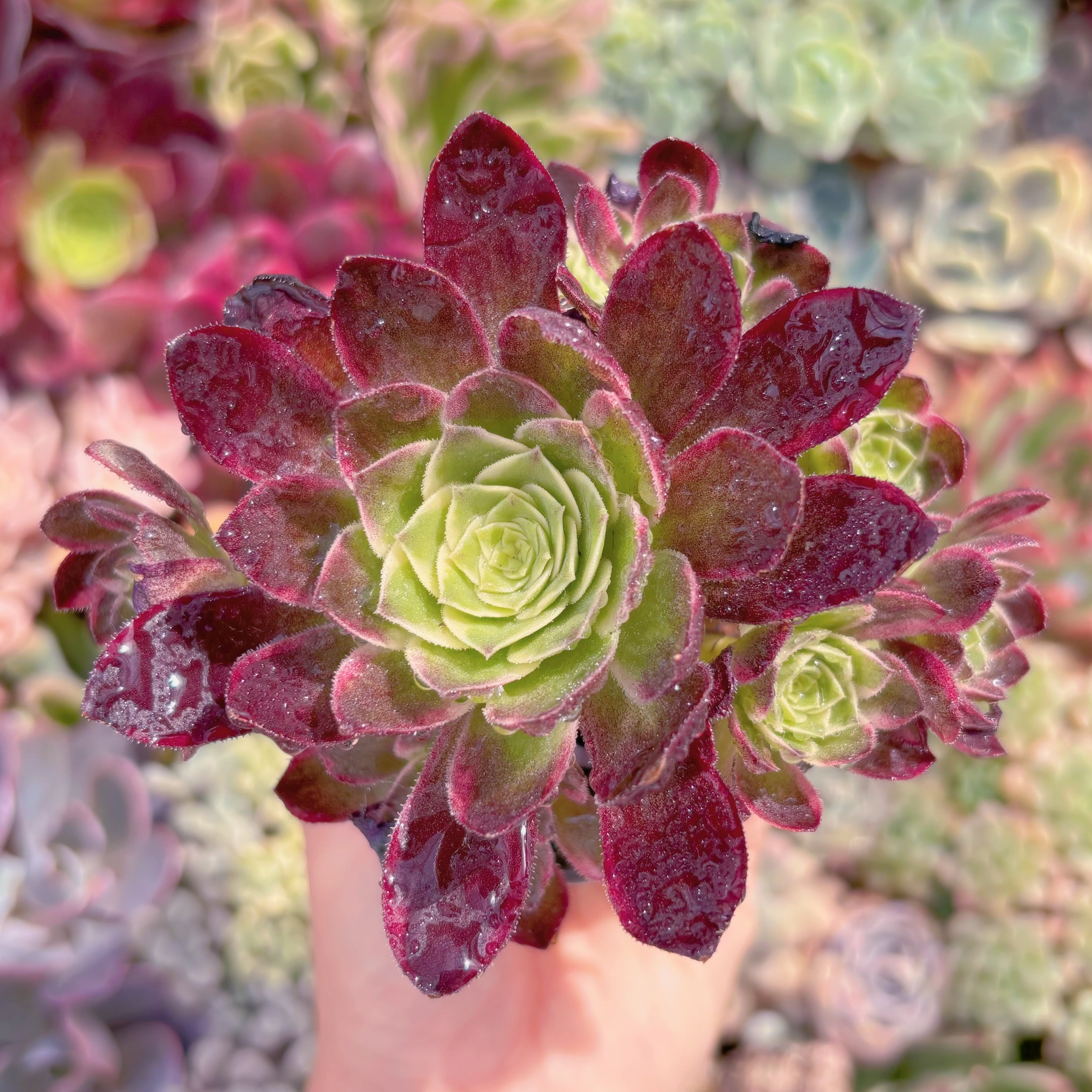 現品　海王#096　群生　新入荷　るる農園