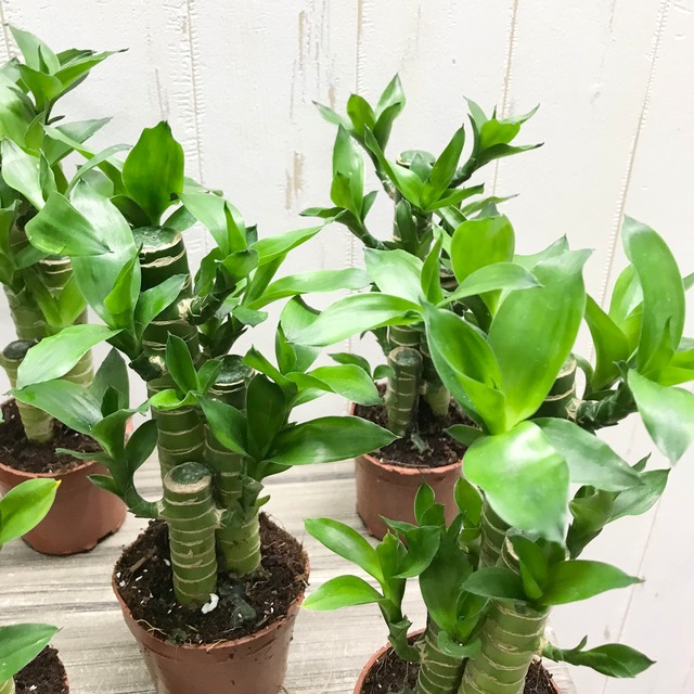 まとめ売り 縁起物 風水 3株立ち ミリオンバンブー 5鉢 Plants Shop Olive まとめ売り 縁起物 風水 3株立ち ミリオンバンブー 5鉢 Plants Shop Olive