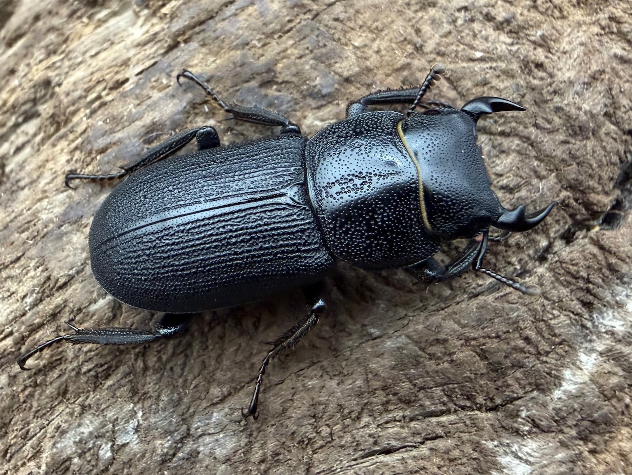 【WD】《ドルクス zhouchaoi(メンシウス ssp.) 21mm ペア》
