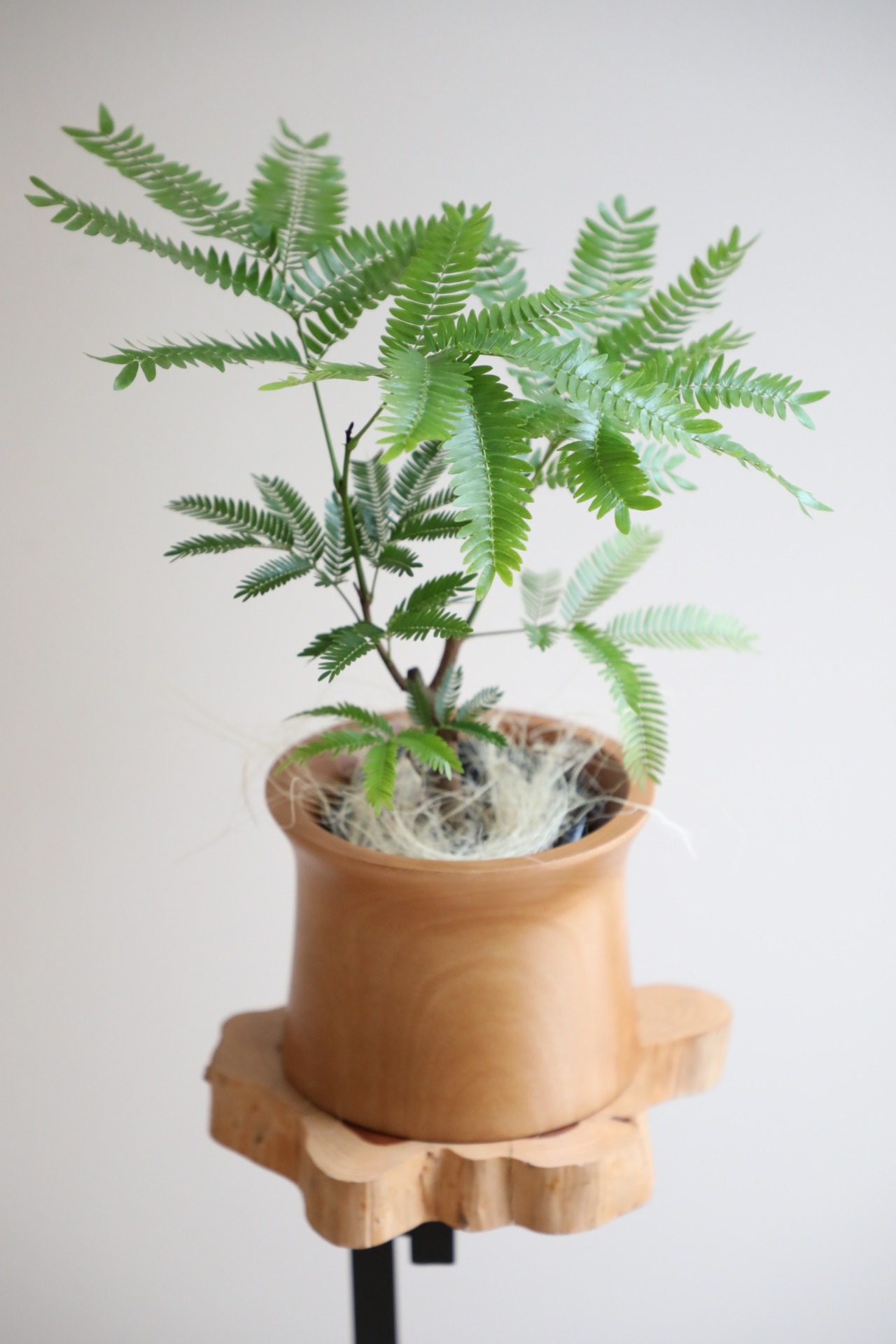 【S】エバーフレッシュ/Pithecellobium confertum ever fresh ※マンゴーウッドカバー付き