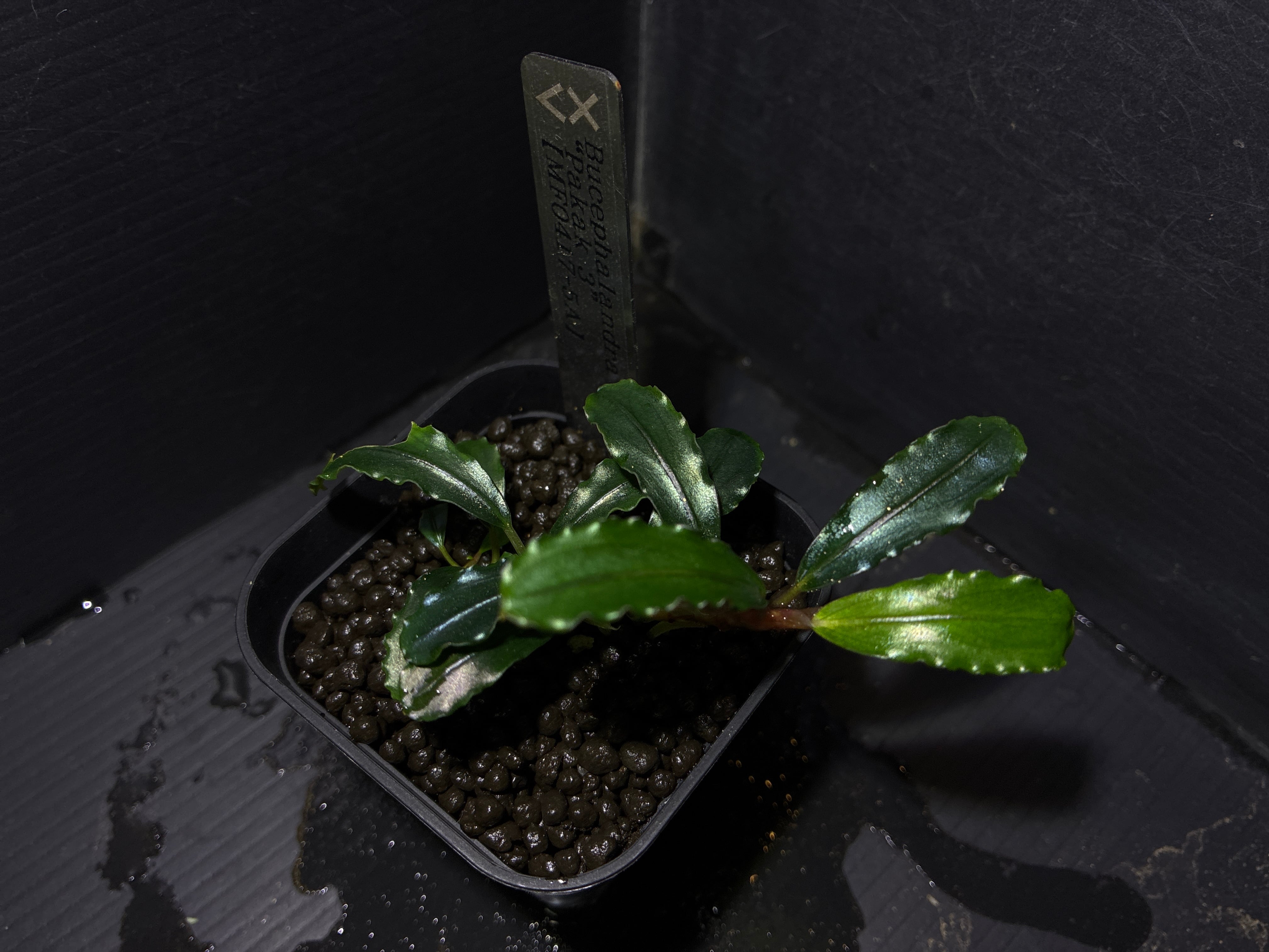 Bucephalandra sp. Murung raya 【LA0515-03】① | AquaFocus