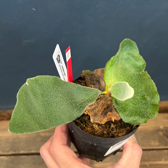 【クリアランス】ビカクシダ　アンディナム　P.andinum【1077】