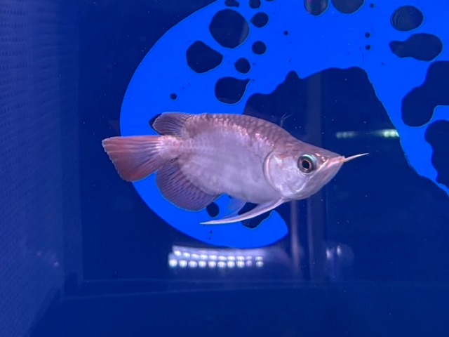 スーパーレッド13cm　ウルトラショート①