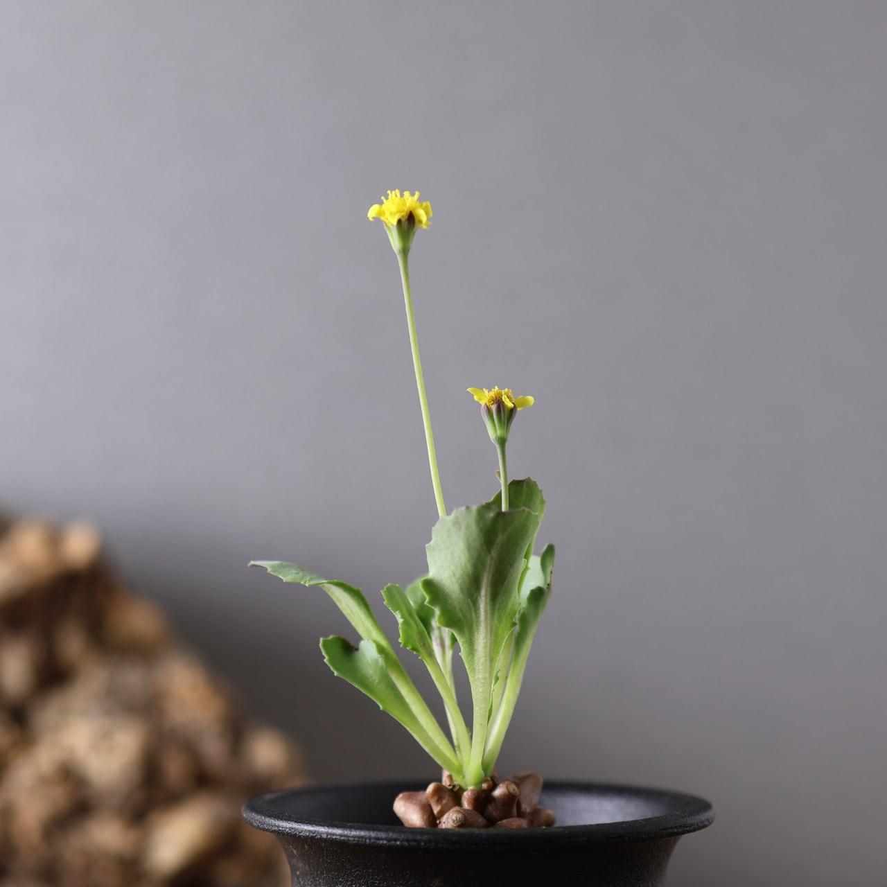 415 妖しくも魅力的『オトンナ ヘレー』観葉植物 【送料無料】 | MARX