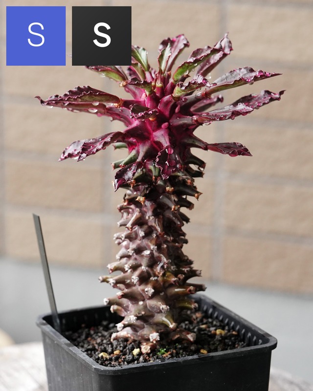 抜き苗 モナデニウム タンザニアレッド Monadenium 'Tanzania Red'