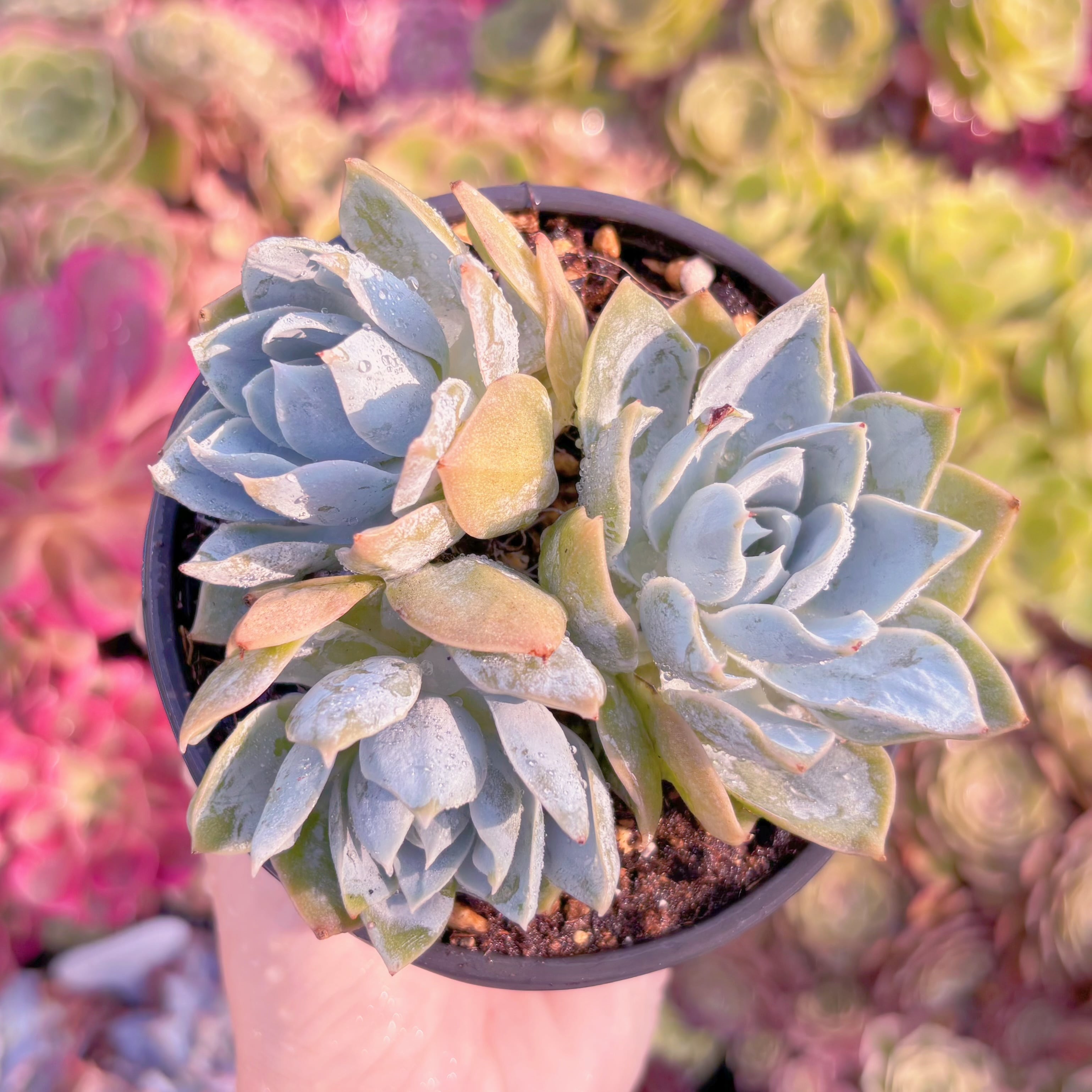 現品　Sedum suaveolens#K431   　るる農園