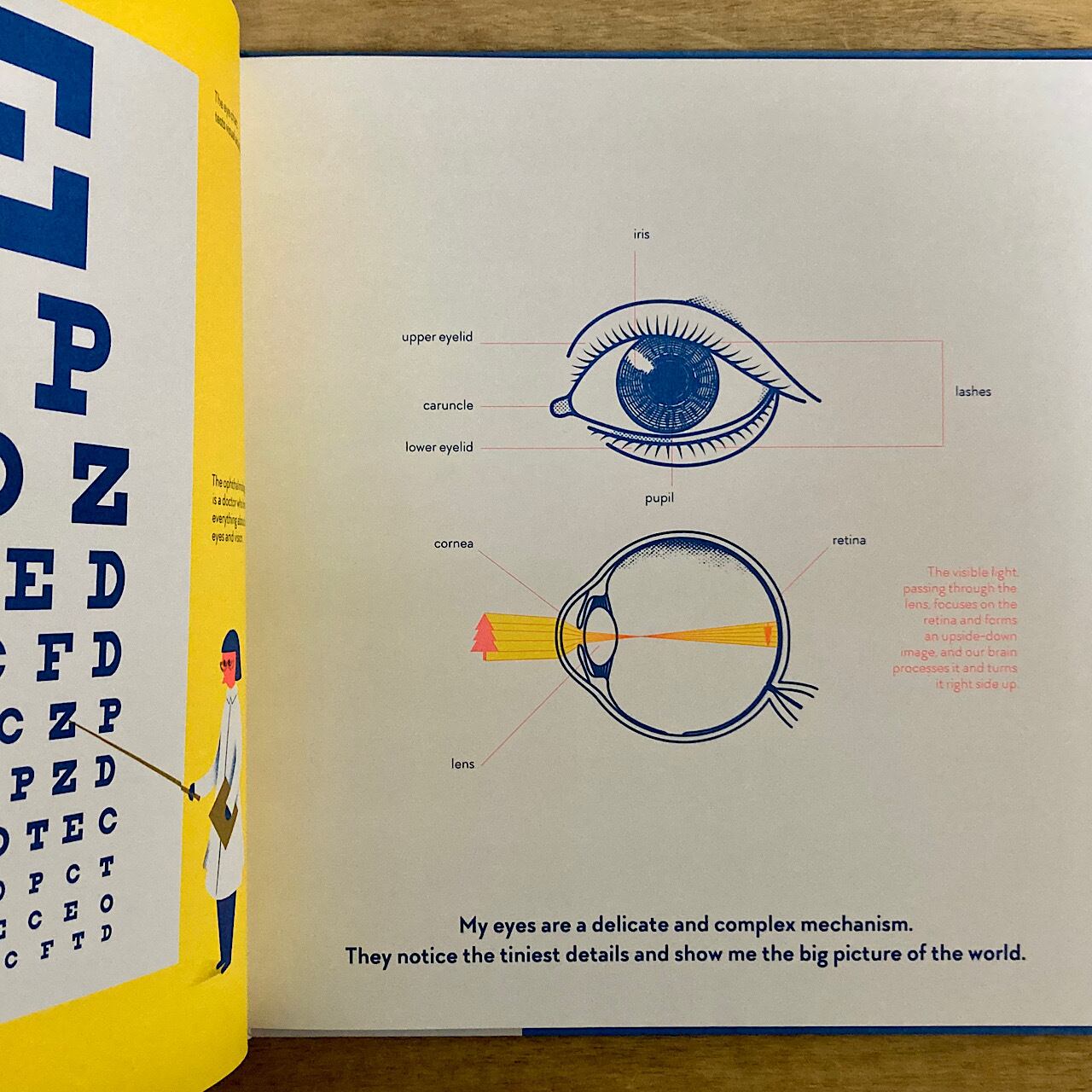 Sight Glimmer, Glow, Spark, Flash! 素敵な洋書の絵本のお店 Read Leaf Books