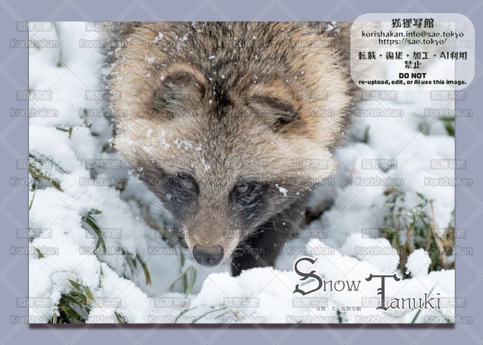 ホンドタヌキ写真集「Snow Tanuki」品番0453 | 狐狸写館