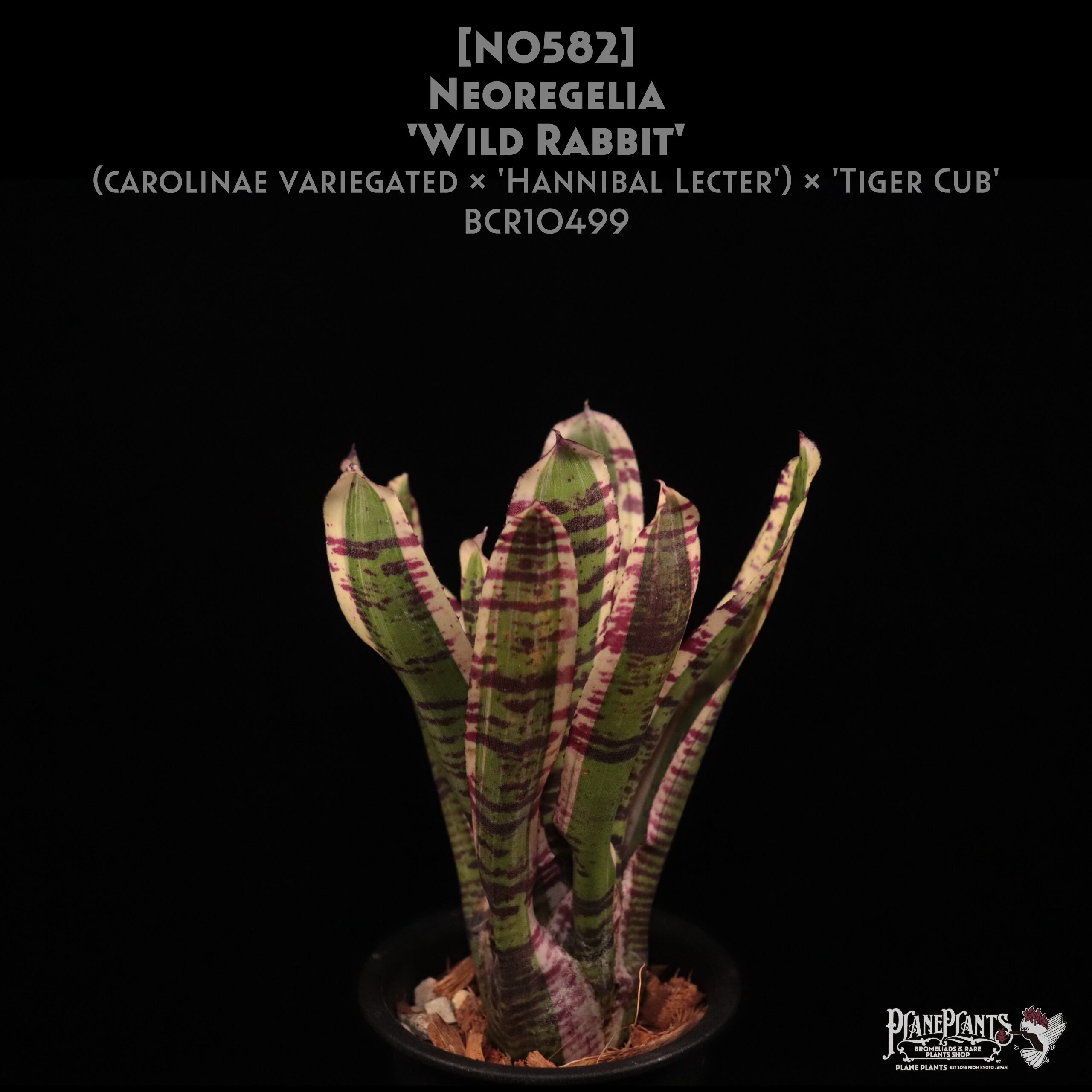 【送料無料】Neoregelia 'Wild Rabbit'〔ネオレゲリア〕現品発送N0582