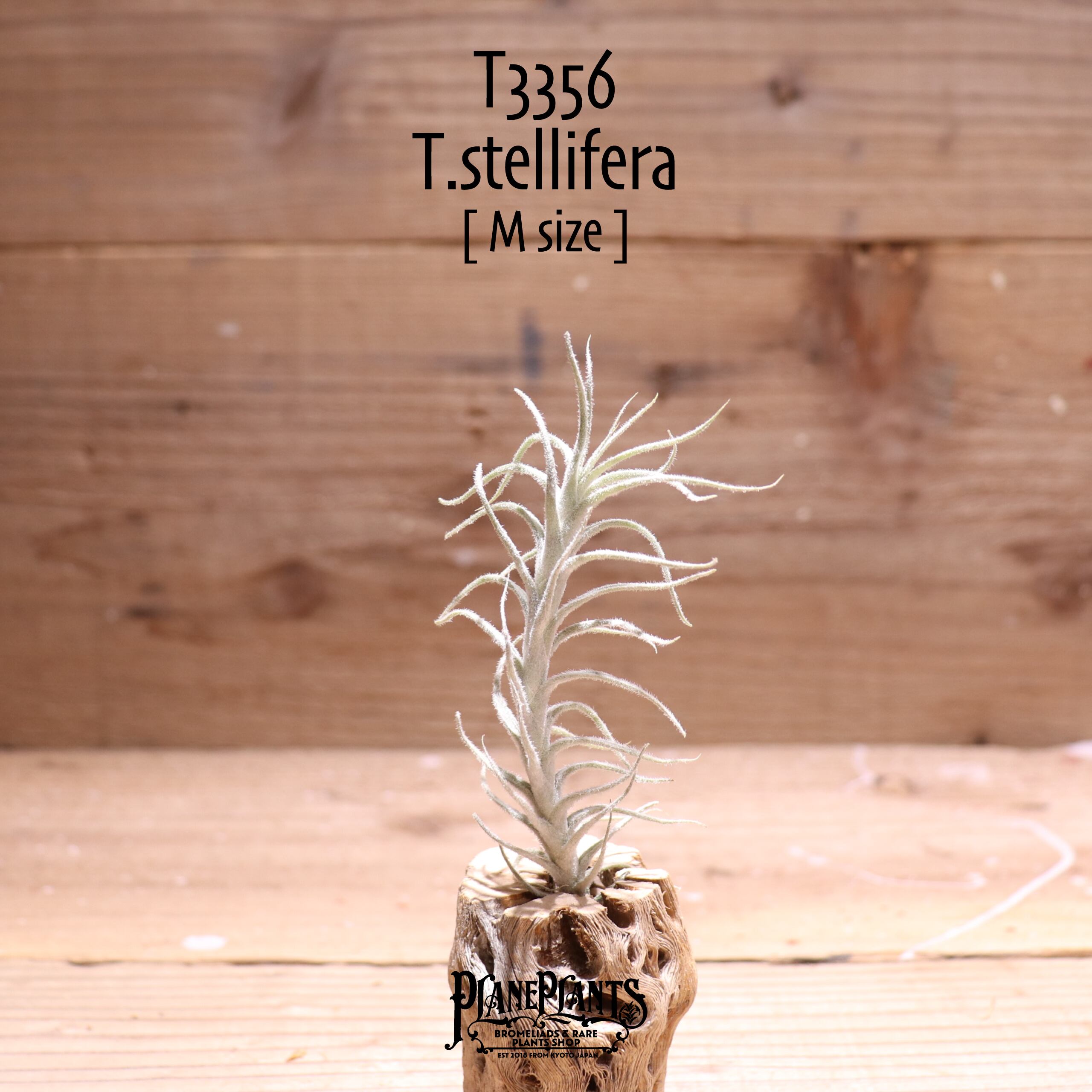 【送料無料】ステリフェラ〔エアプランツ〕現品発送T3356