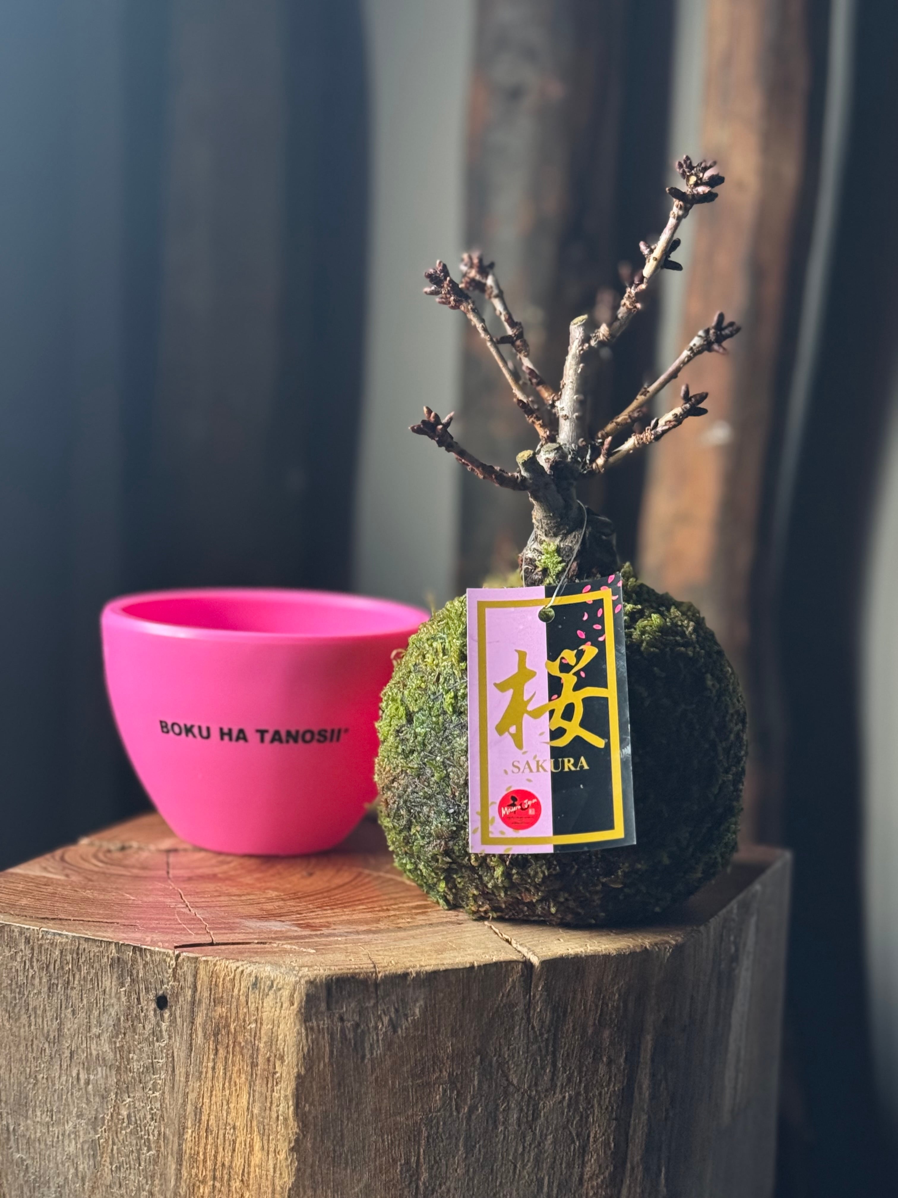 盆栽 | 青坊主-aobouzu-