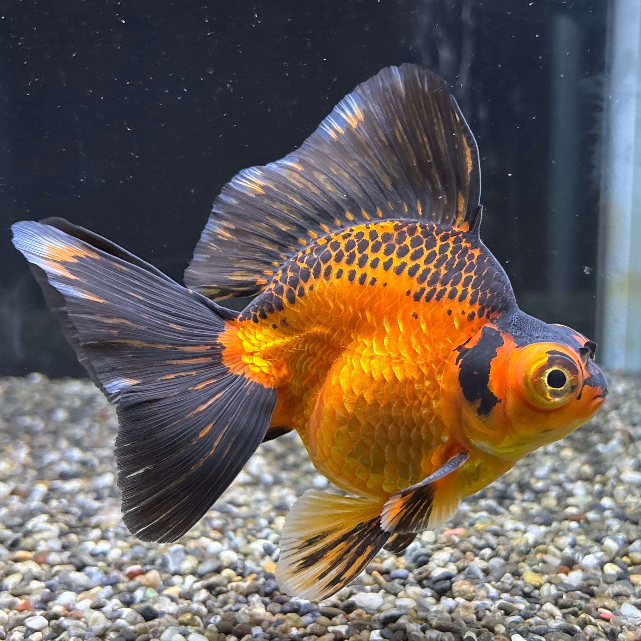 出目金ブロードテール 虎 12cm