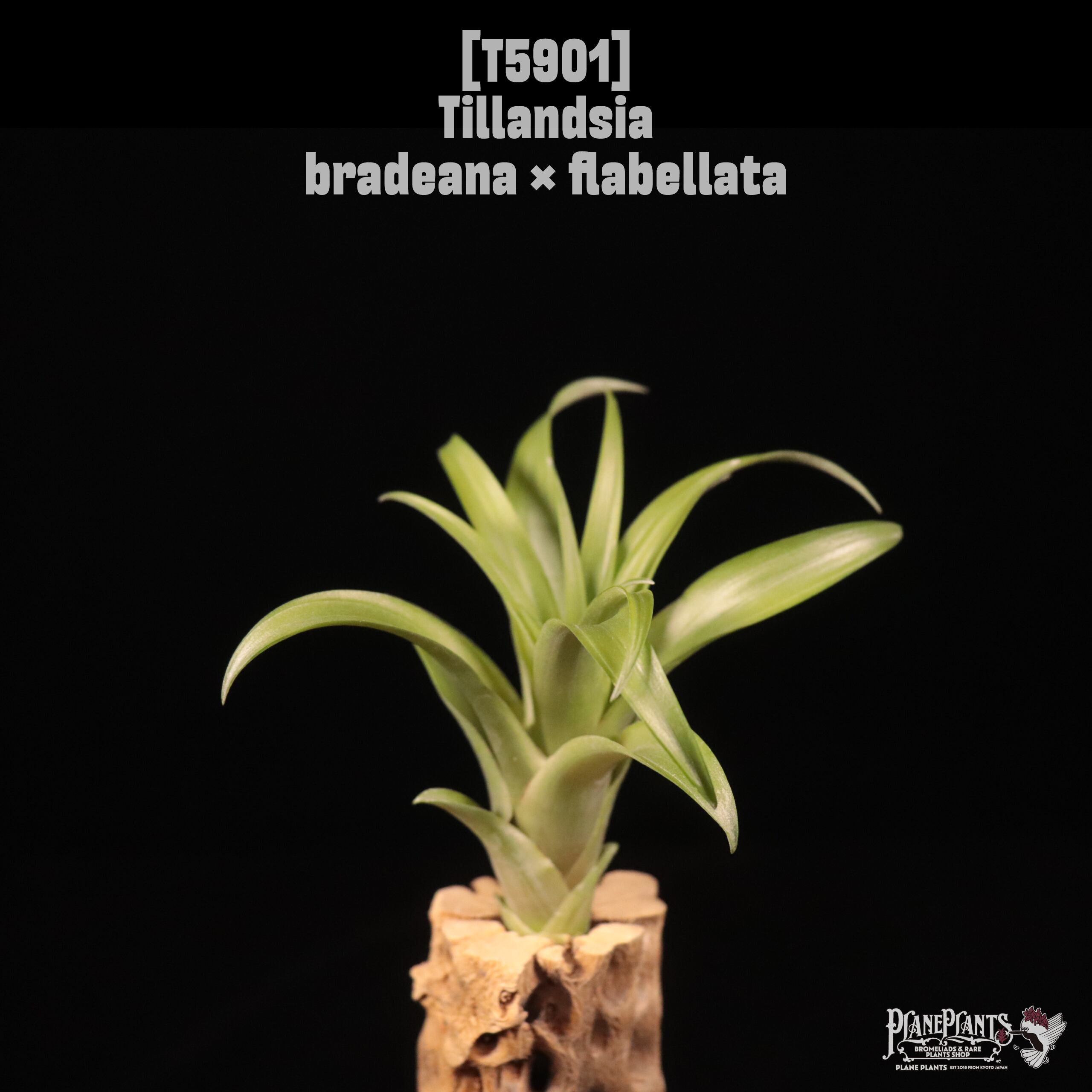 Tillandsia bradeana × flabellata〔エアプランツ〕T5901