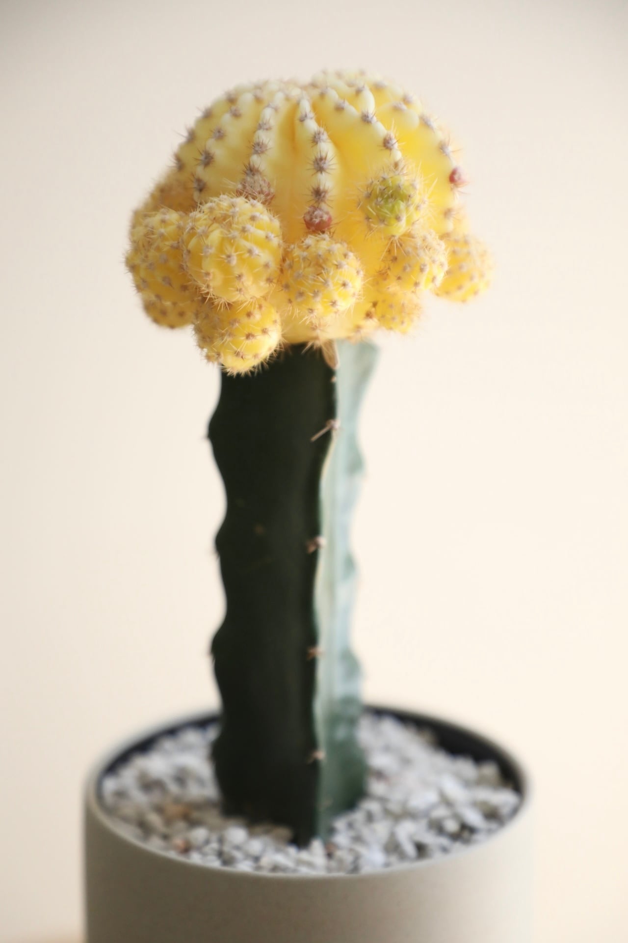M】黄緋牡丹 接木/Gymnocalycium | 【厳選植物・器】MIDORI DOUMEI 翠