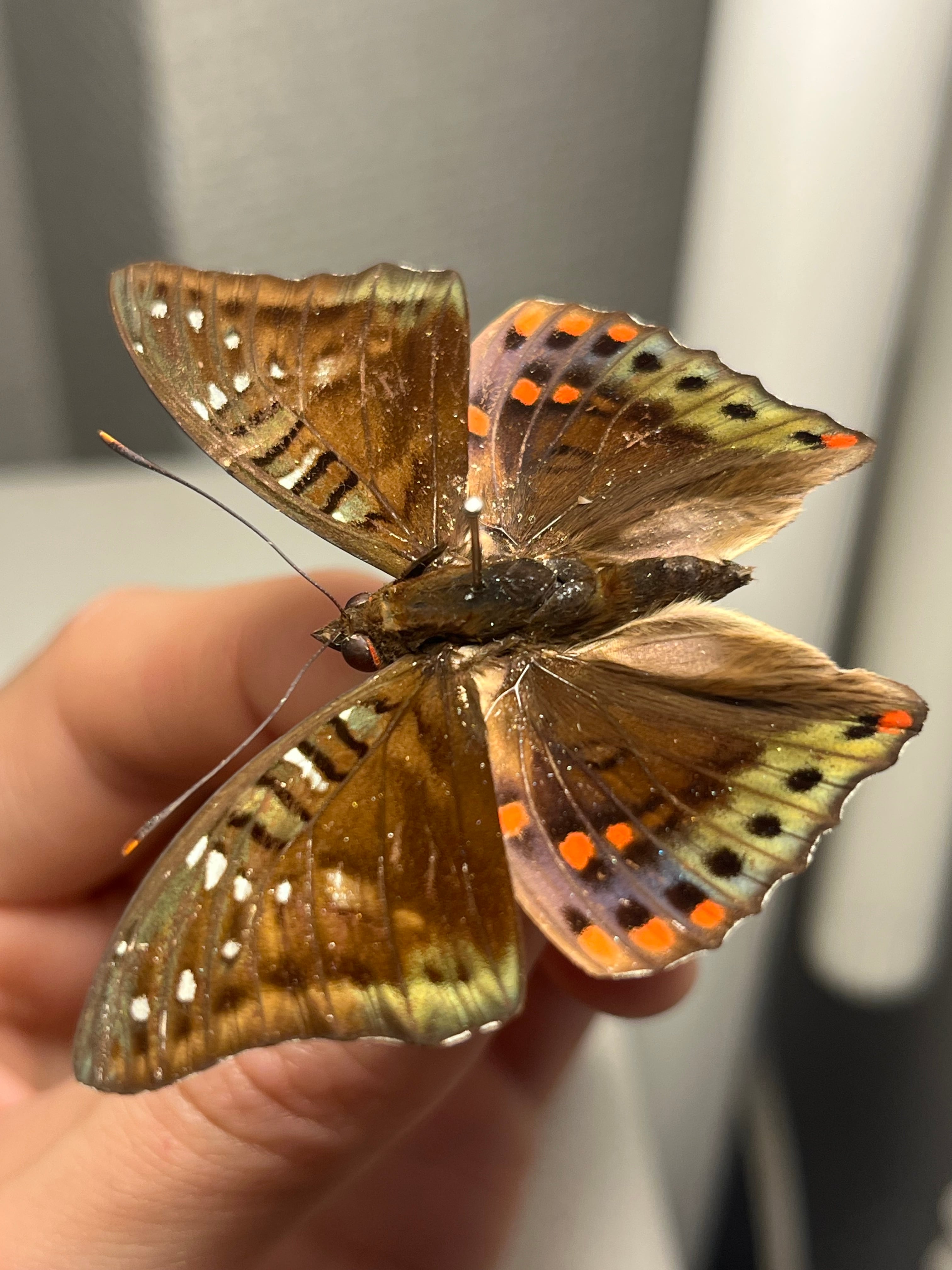 四色展開】ニジイロゴキブリ 標本エメラルドジュエルローチ ダンゴムシ