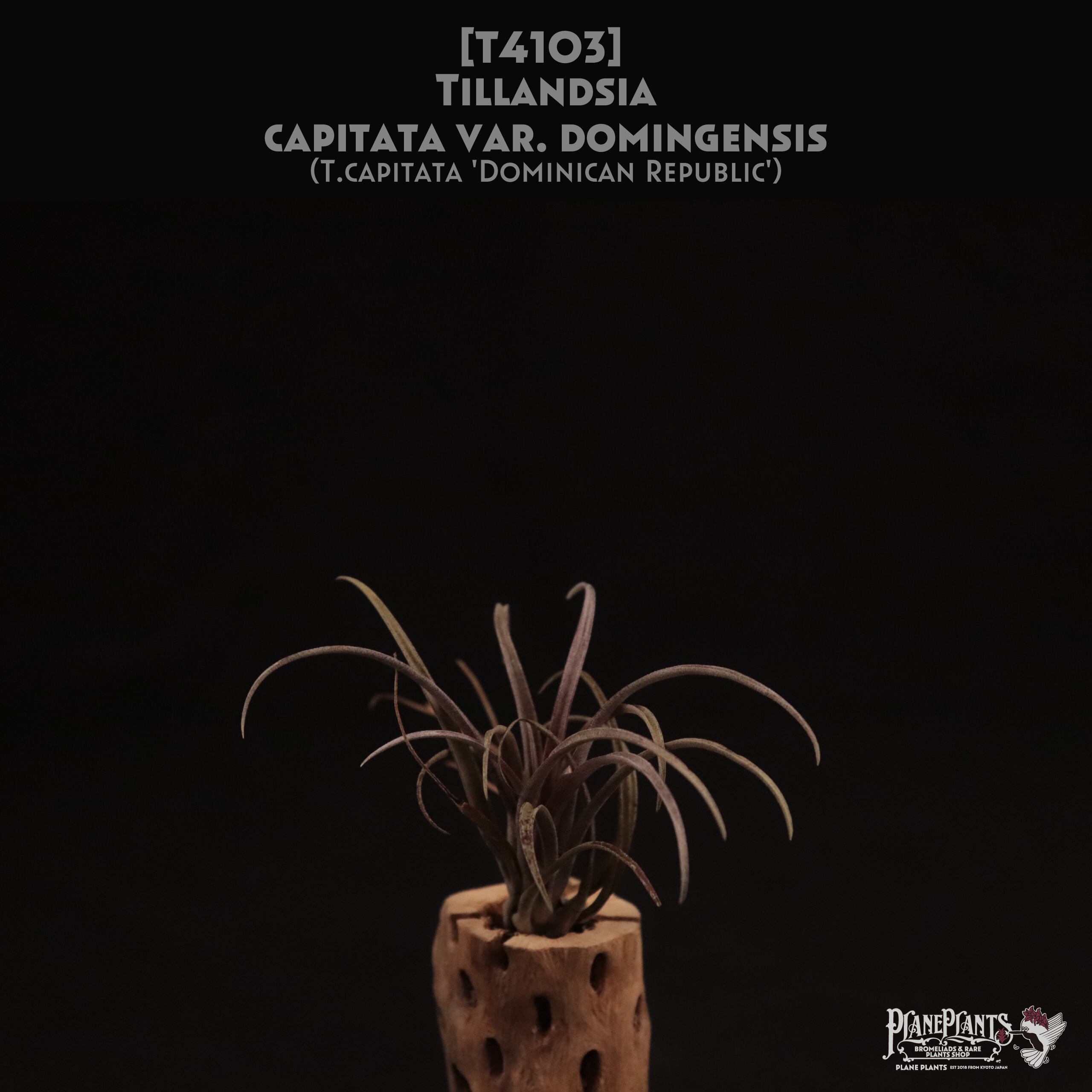 【送料無料】capitata var. domingensis〔エアプランツ〕現品発送T4103