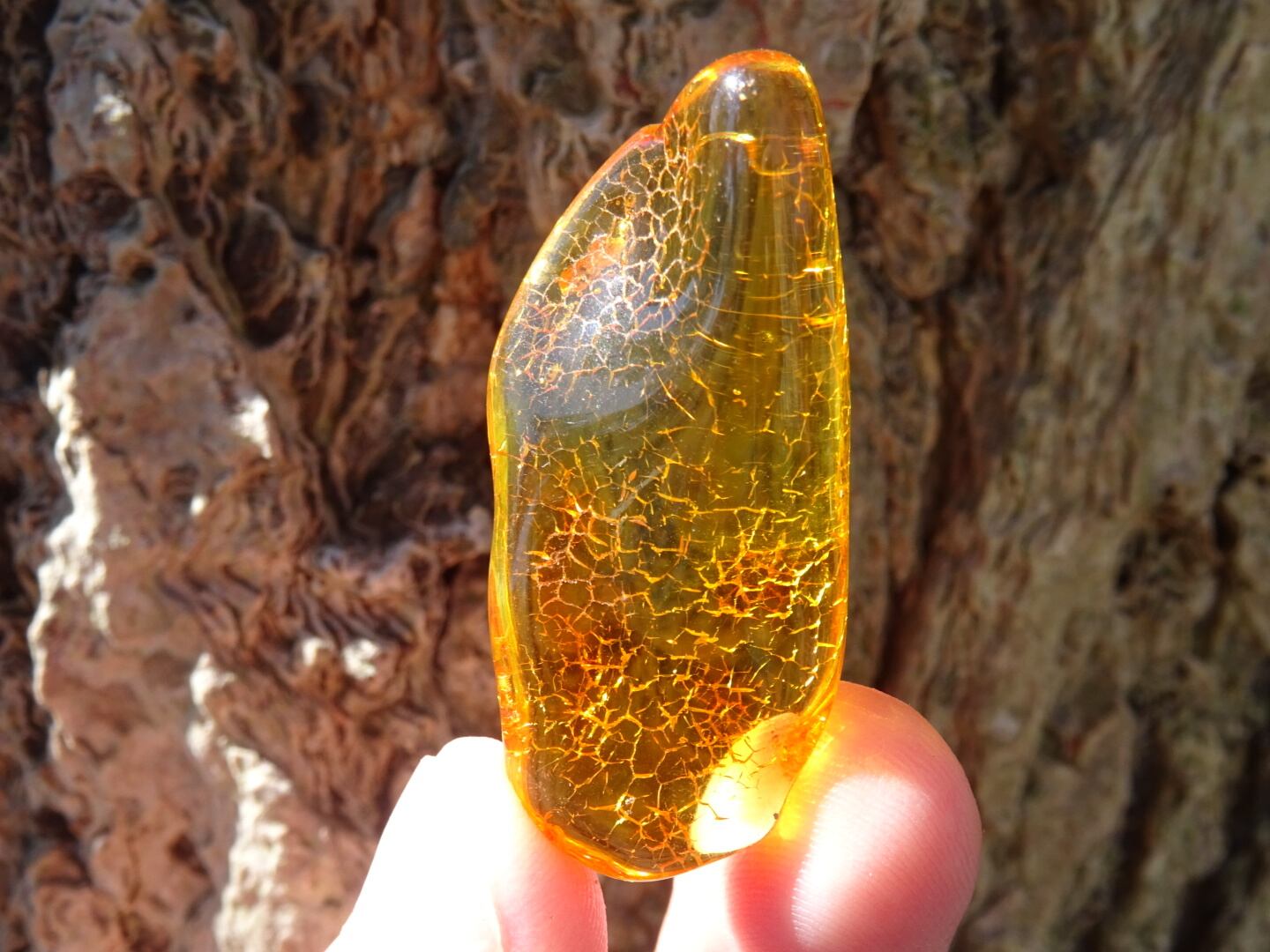 バルティックアンバー（バルト海琥珀） ~Honey The Treasure~ | 虹石屋