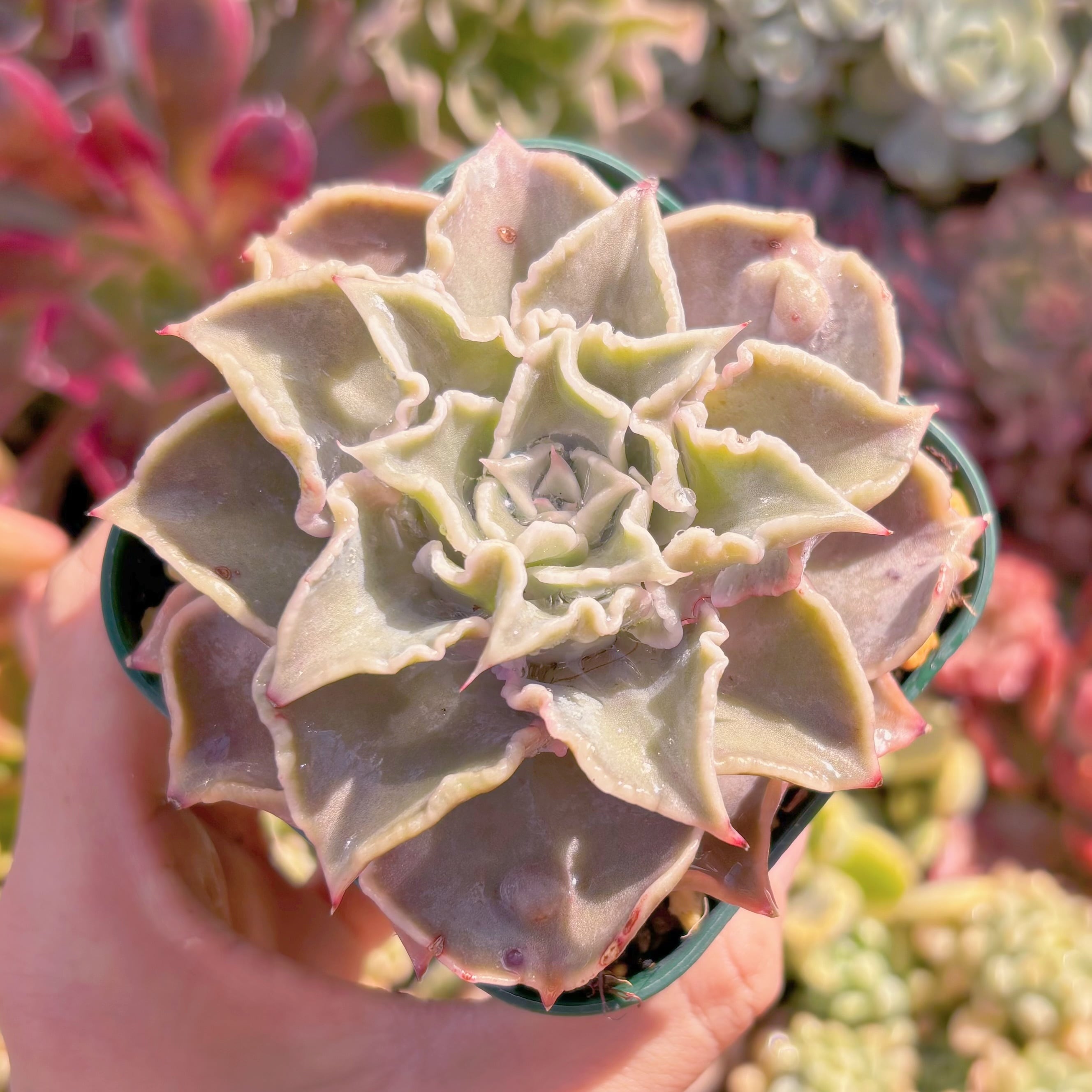 現品　コブマディバ#648　るる農園