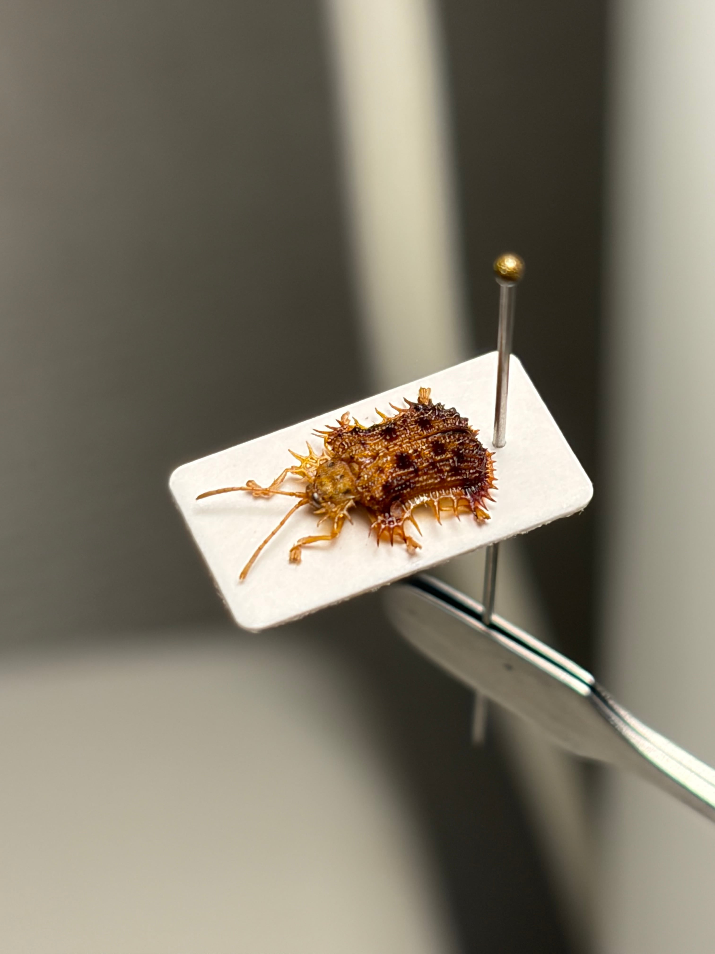 6mm】ツシマヘリビロトゲトゲに酷似のカメルーンのトゲトゲの一種 標本