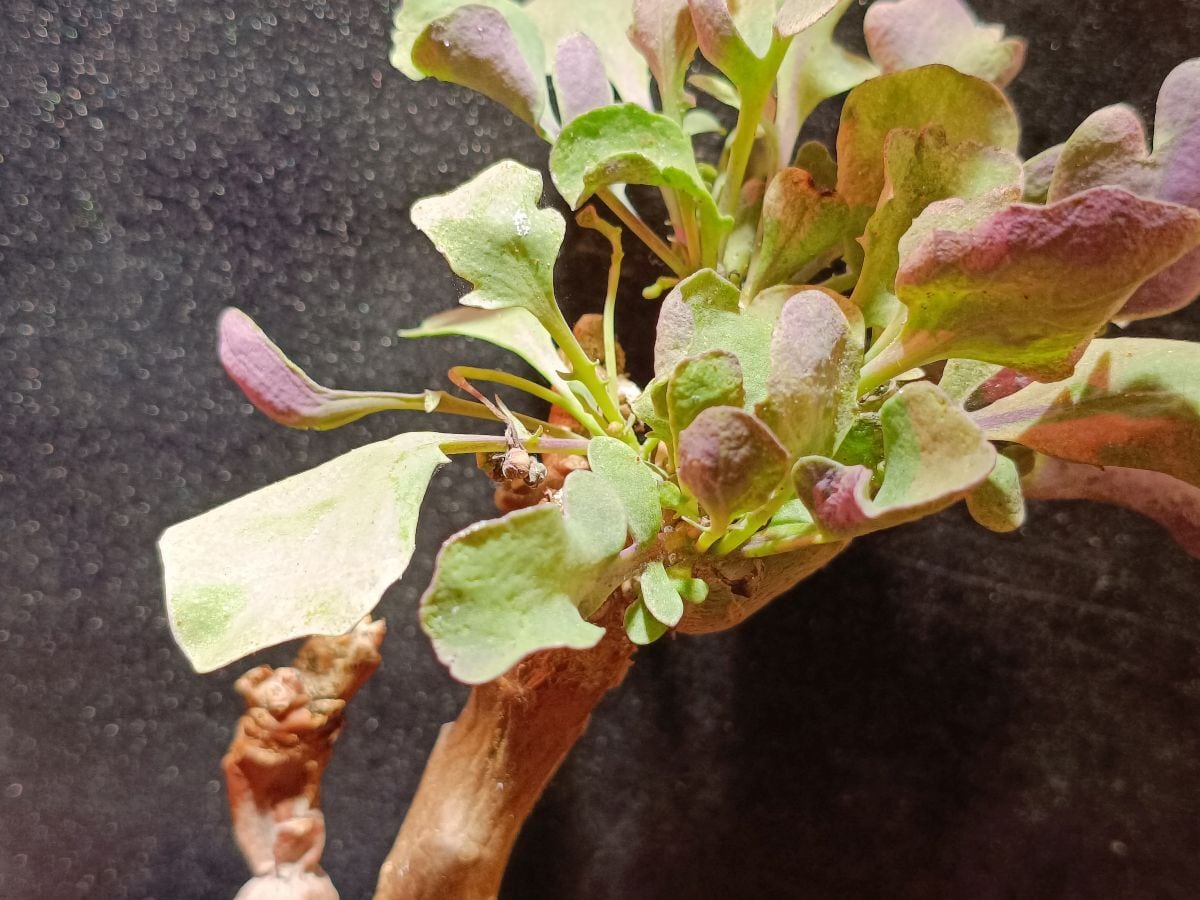 美しいフォルム】群生 メス株 白衣ホリダ Euphorbia horrida