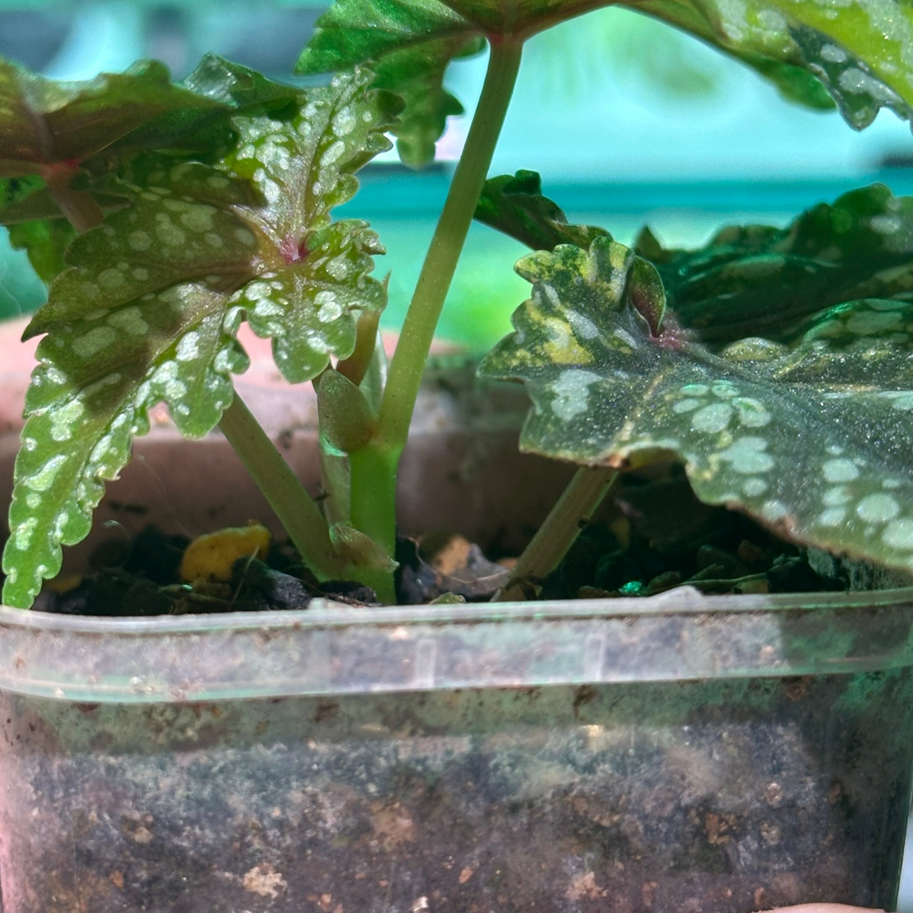 ベゴニア 出雲の煌星 斑入り -Begonia Izumo no Kiraboshi variegated
