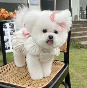 ドッグ 犬 キャット 猫 小型犬 チワワ マルチーズ ヨークシャテリア 服カテゴリ ドッグウェア 室内着 通気性 ドレス ワンピース コスチューム リボン かわいい きれいめ 上品 おしゃれ 主役級 存在感 ラブリー キュート 無地 春 夏 デート お出かけ お泊まり パーティー リゾート 旅行 休日 バカンス 室内 お揃い コーデ 清楚 インスタ映え XXS XS S M L XL 3L ピンク 春カラー