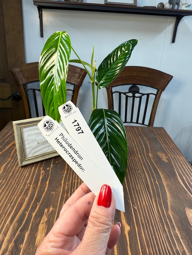 ★1797【希少細葉の極美】フィロデンドロン　ヘテロクラスペドン(8cm口径ポット)