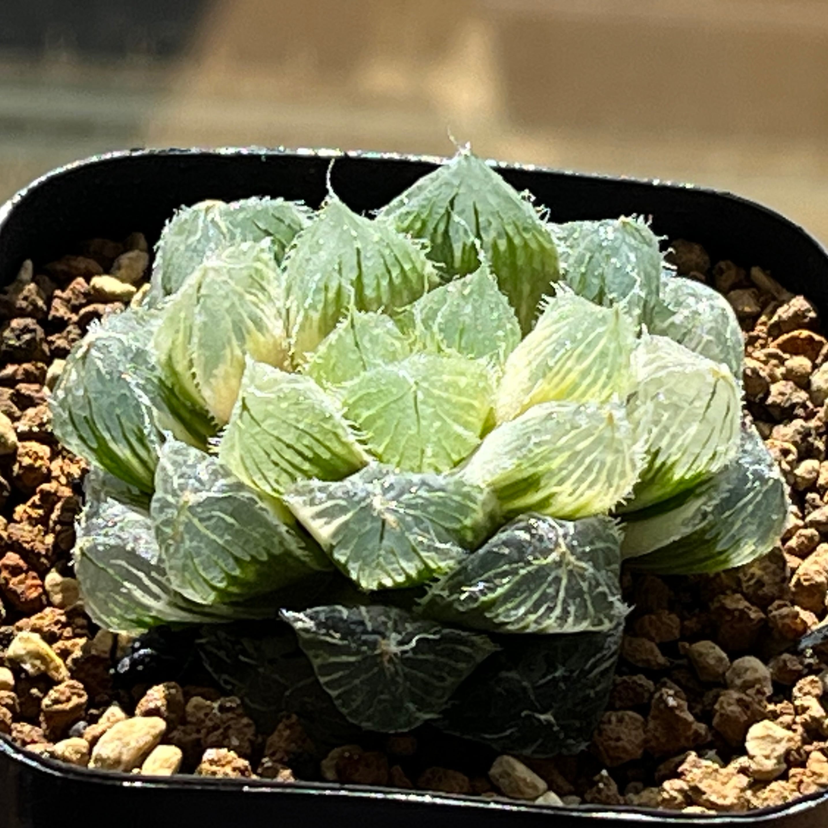 ハオルチア アトロフスカミュータント錦 | mocono_plants