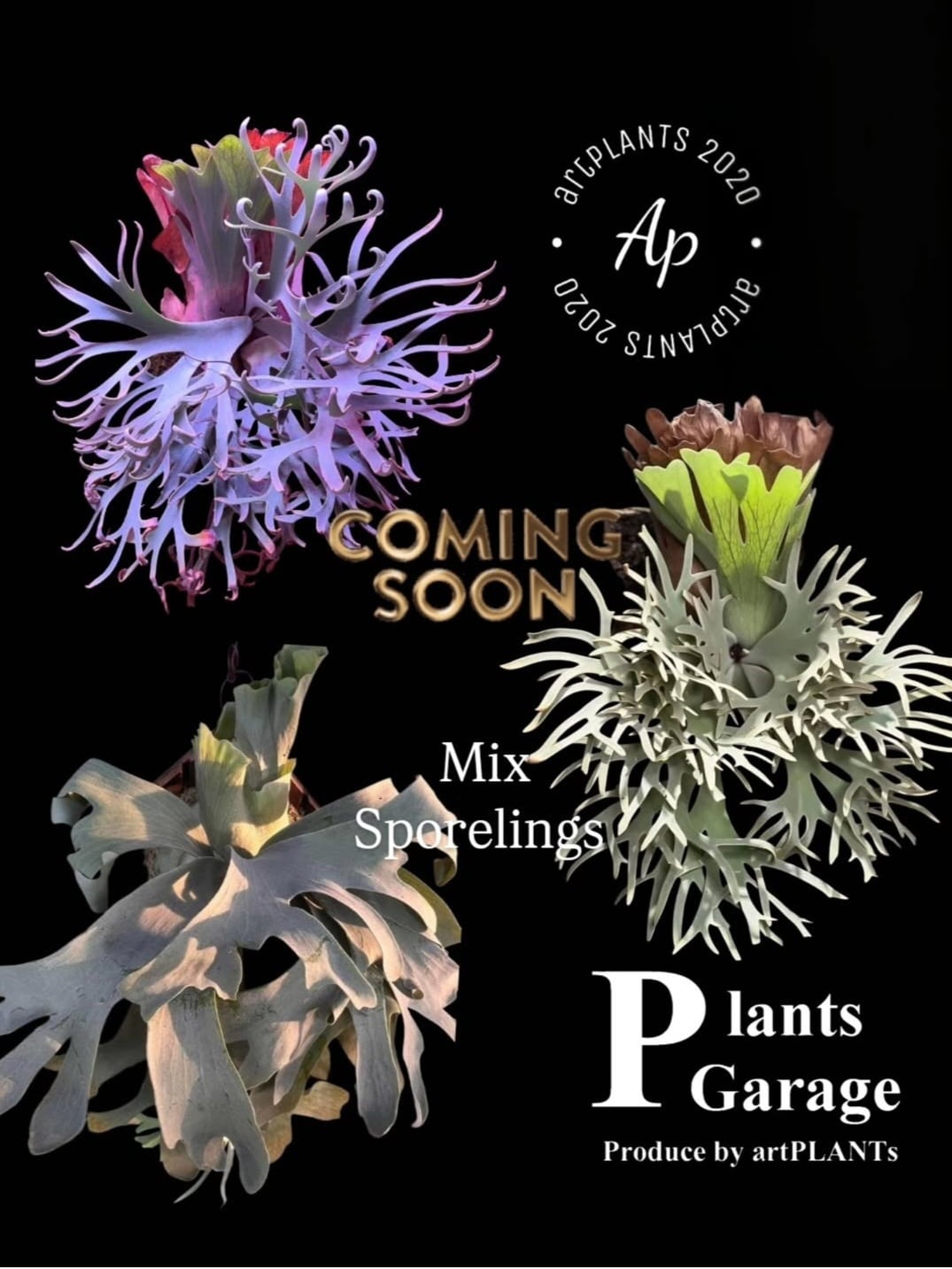【観葉植物】 商談中　ビカクシダ  P.willinckii OMG ☆ P. willinckii 'OMG' × 'Nano' spore grown 貯水葉がよく伸びてます