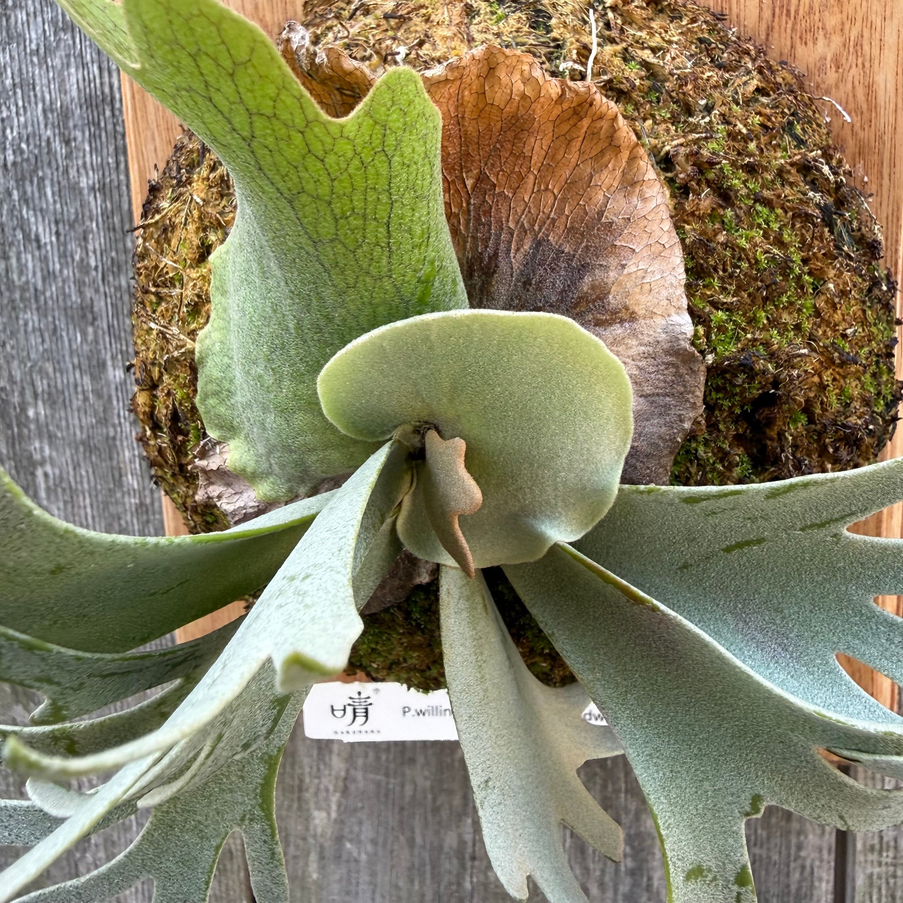 P.willinckii Yellow moon dwarf (from晴花鹿苑) | naturefix