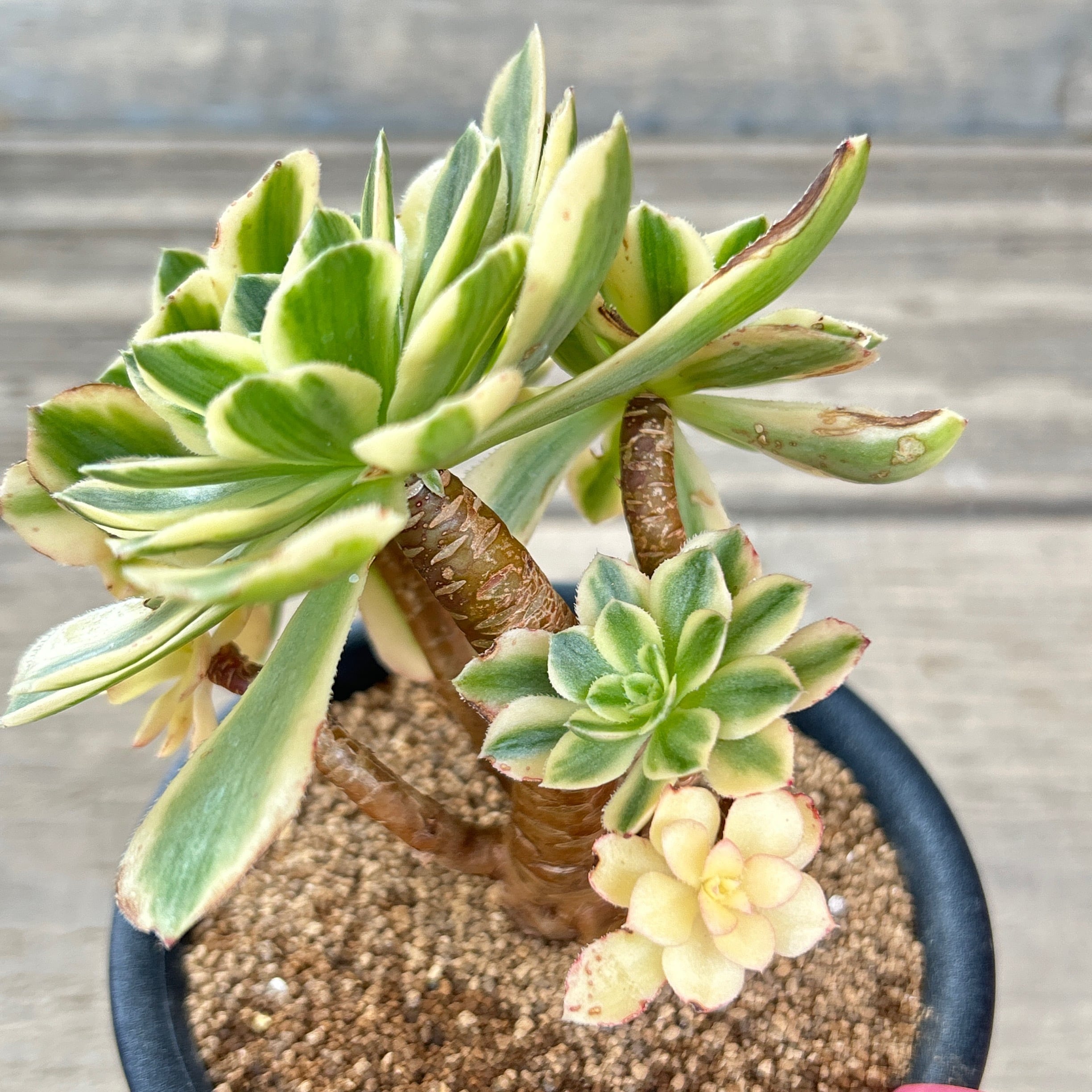 碧玉(アエオニウム) 韓国苗 | RuPo 多肉植物専門店