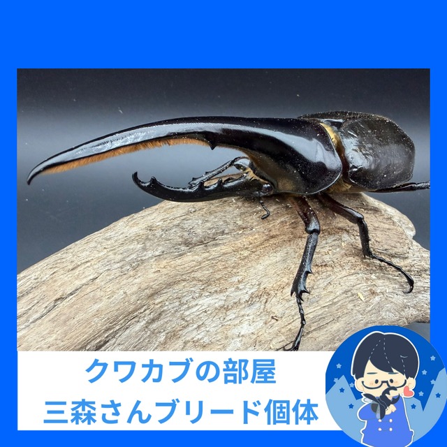《ヘラクレス・ヘラクレス 149mm ♂単》クワカブの部屋三森氏ブリード個体