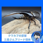 《ヘラクレス・ヘラクレス 149mm ♂単》クワカブの部屋三森氏ブリード個体
