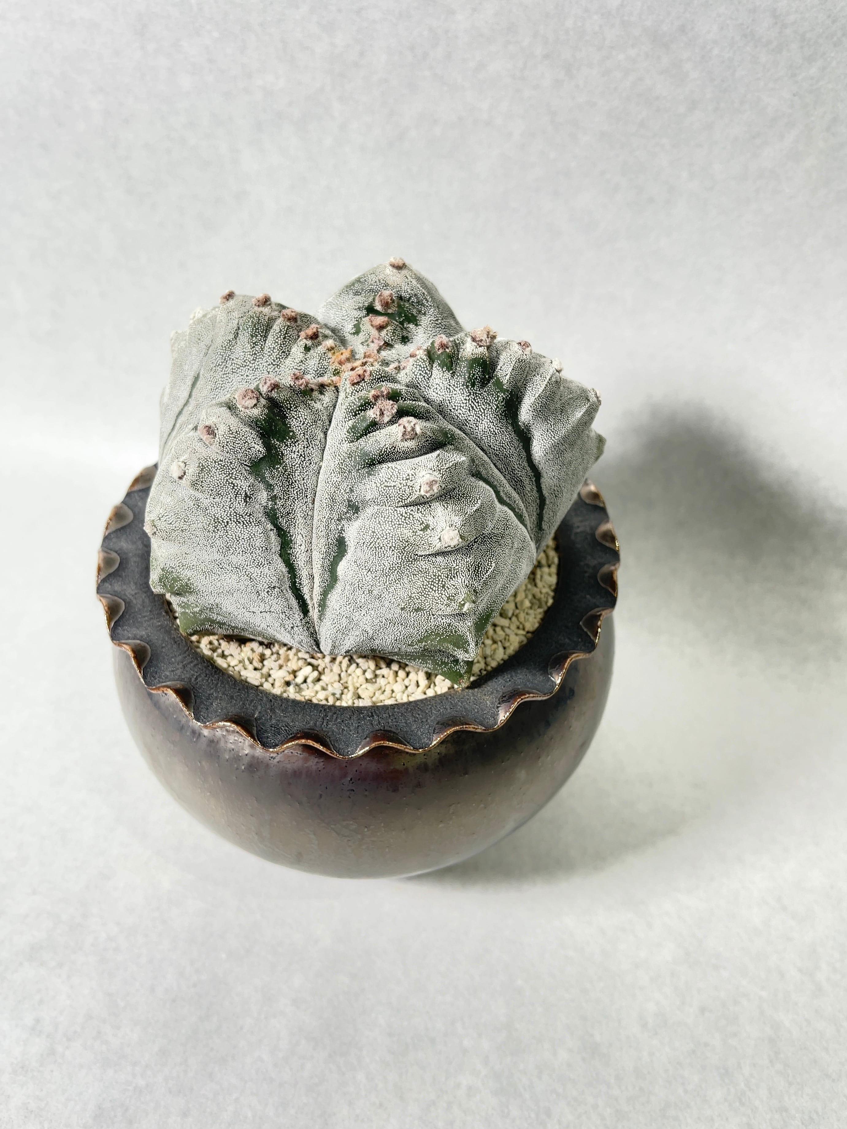 アストロフィツム・肋骨鸞鳳玉 | trigger