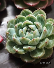 【ジェニーズ 4種セット 】コーラル/グレイズ/ダイヤモンド/スノーフレーク ※タグ無し