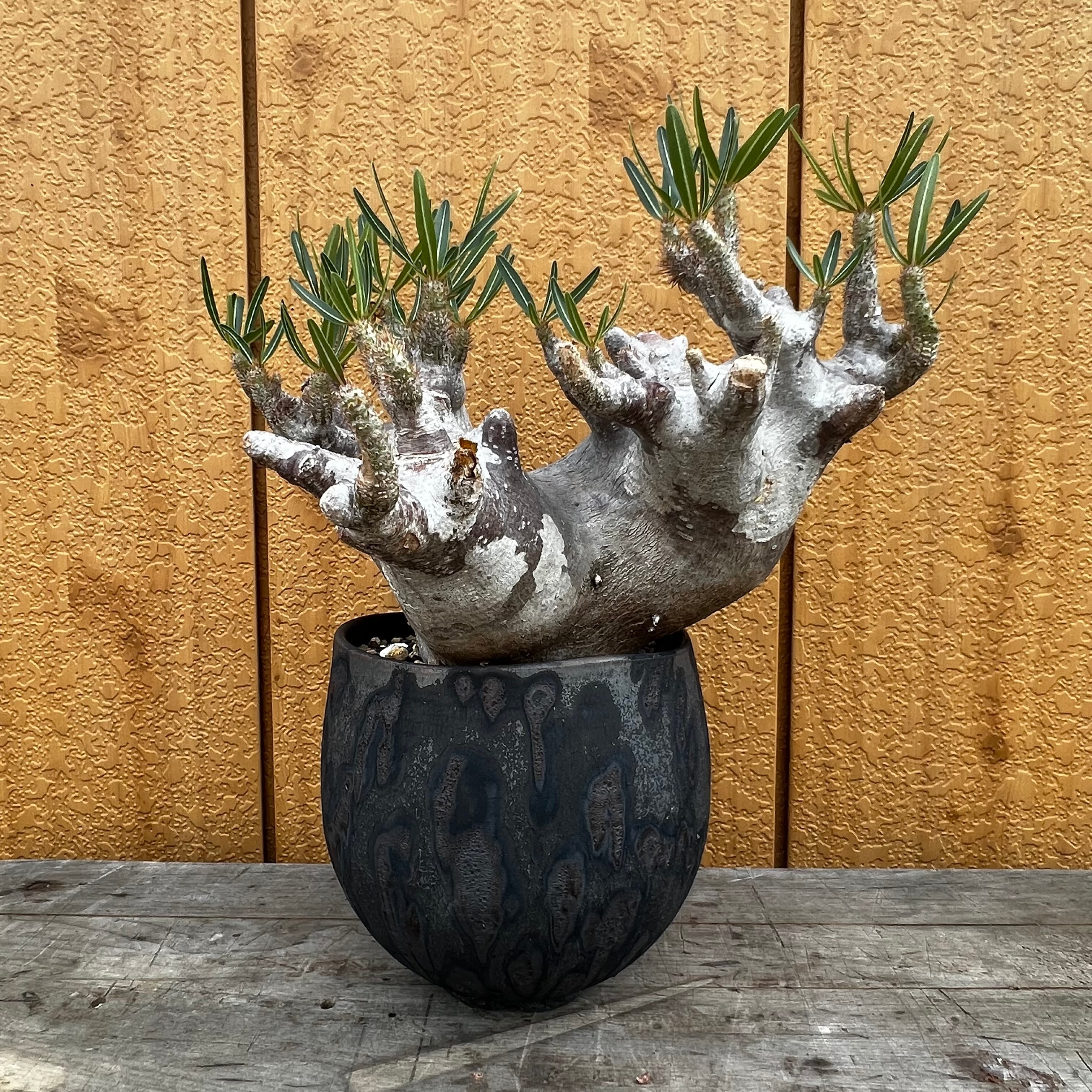 最終値下げ‼️パキポディウムイノピナツム発根済現地球