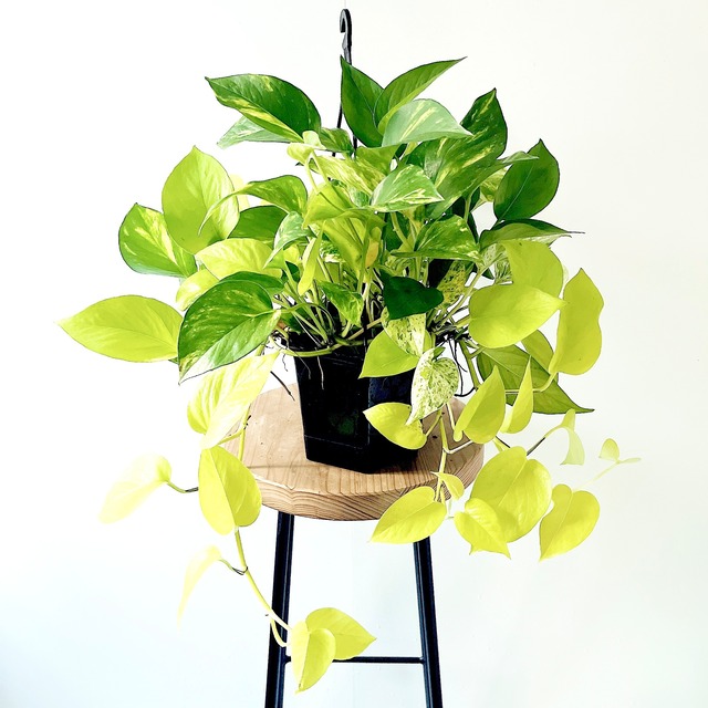 《希少》ポトス テルノラブソング 観葉植物 calm cafe