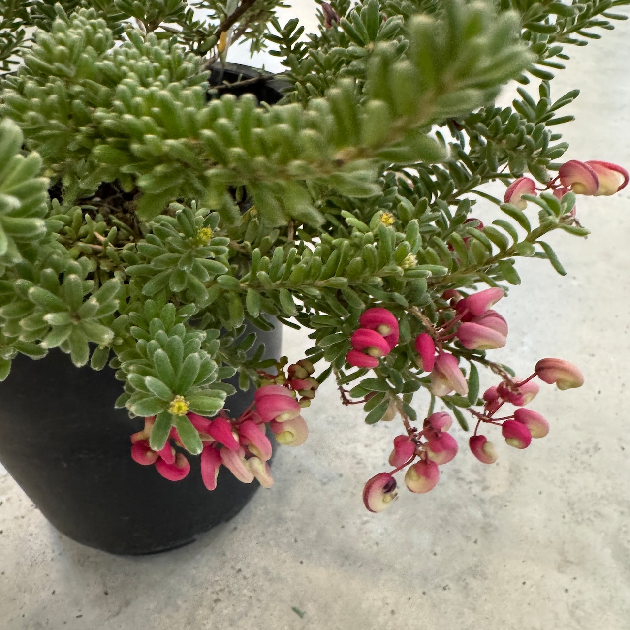 グレビレア ラニゲラ【645】